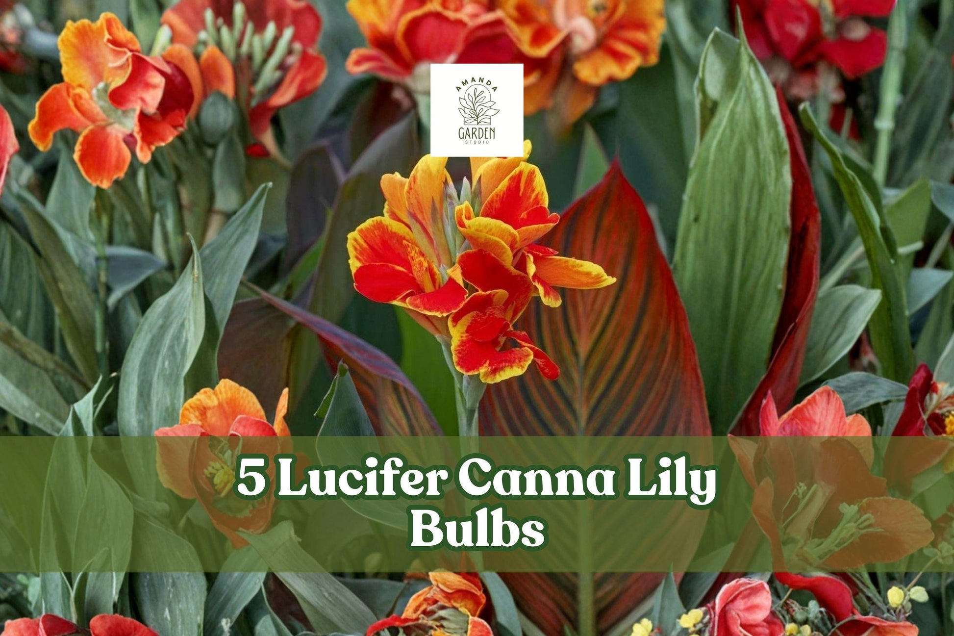 Canna Lily Bulbs 5 Pack Red Lucifer Tropical Flower Canna indica - Easy to Grow for Summer Blooms in Warm Climates