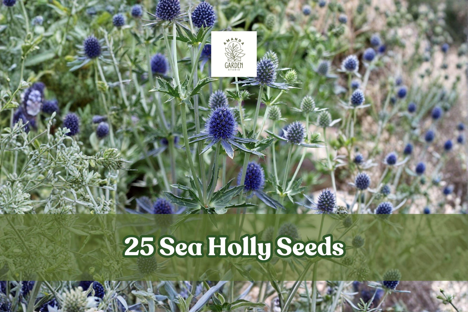 25 Sea Holly Seeds - Eryngium Blue Star Flower - Rare Ornamental Plant for Garden - Unique Blue Blooms