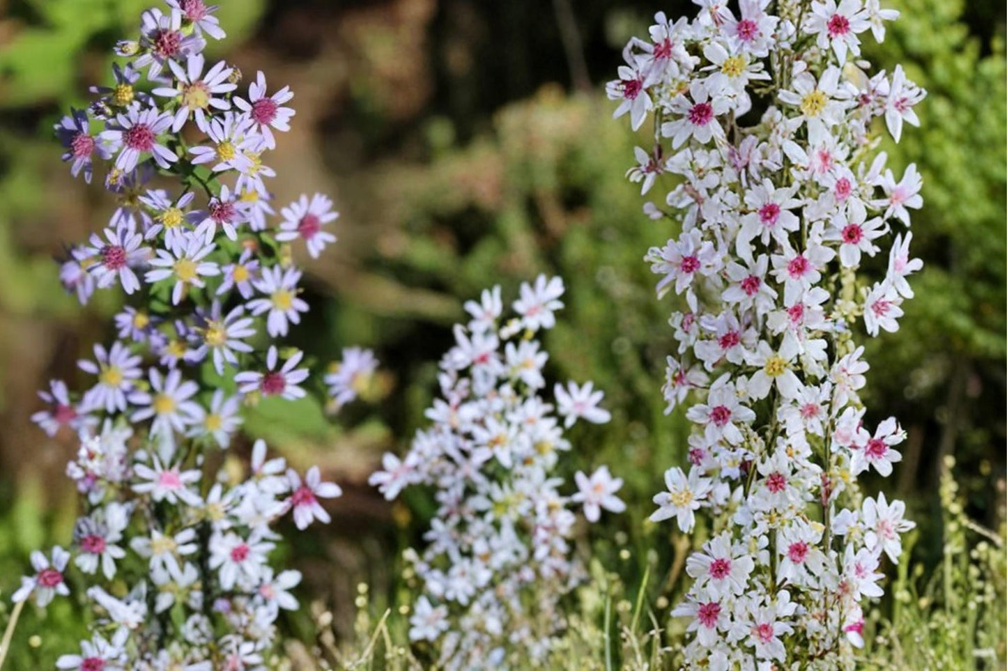 Heart-Leaved Aster Seeds 100 Pack - Lavender to Pale Blue Flowers - Symphyotrichum cordifolium - Native Perennial Wildflower
