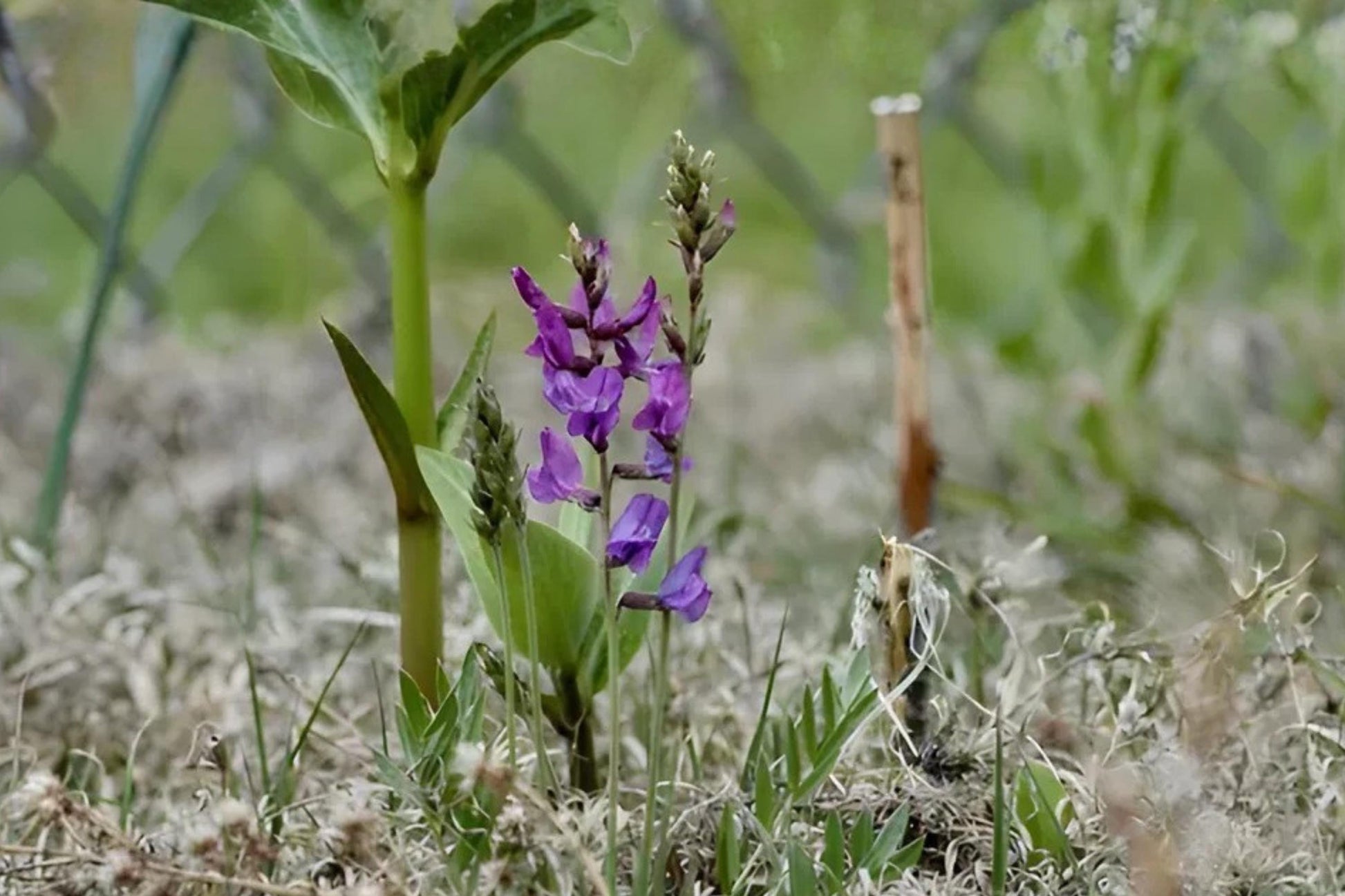 Showy Locoweed Seeds (25) - Vibrant Purple Wildflower for Native Gardens - Oxytropis lambertii