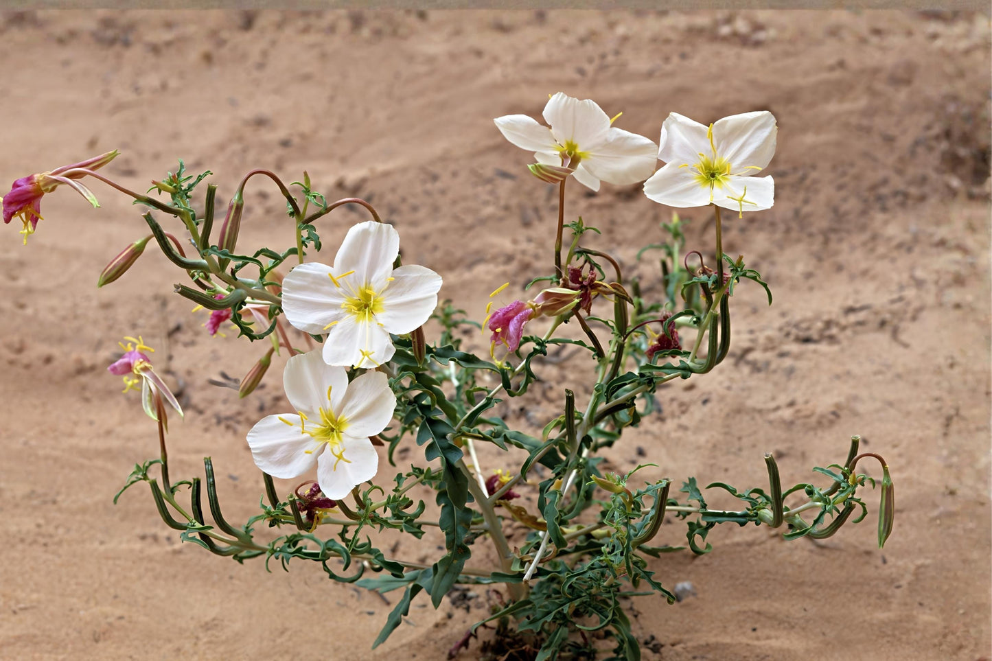 Pale Evening Primrose Seeds (100) - Oenothera pallida - Native Wildflower for Pollinator Gardens - Drought Tolerant Seed Pack