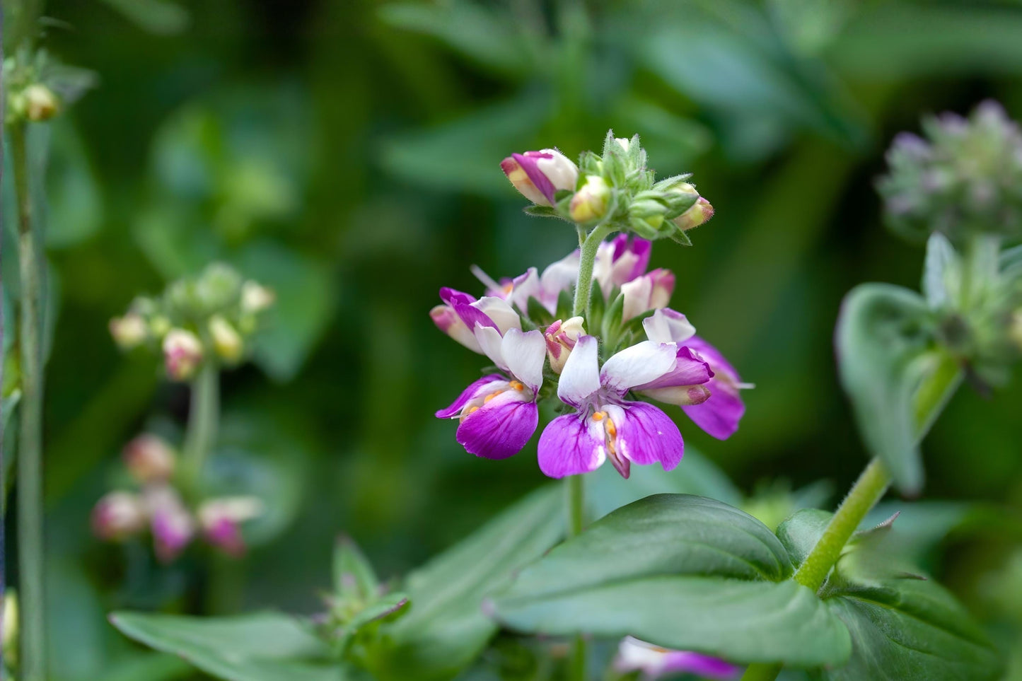 Chinese Houses Seeds (100) - Collinsia heterophylla - Colorful Wildflower with Unique Blooms in Purple, Pink, and White