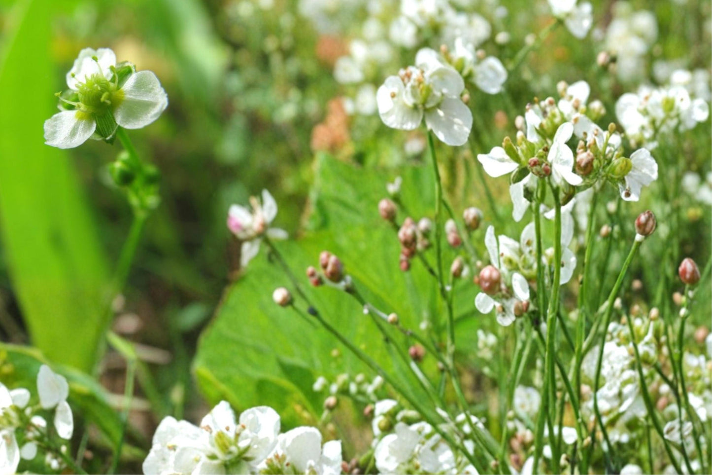 Mud Plantain Seeds - 100 Count - Alisma subcordatum - Aquatic Perennial with White to Pale Pink Flowers for Wetlands and Ponds