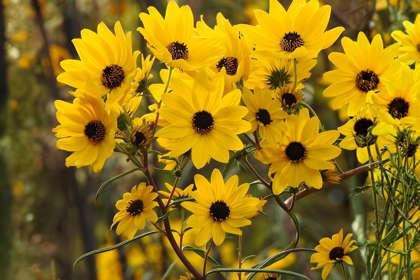 Swamp Sunflower Seeds (100) | Helianthus angustifolius | Native Pollinator-Friendly Seeds with Bright Golden-Yellow Blooms