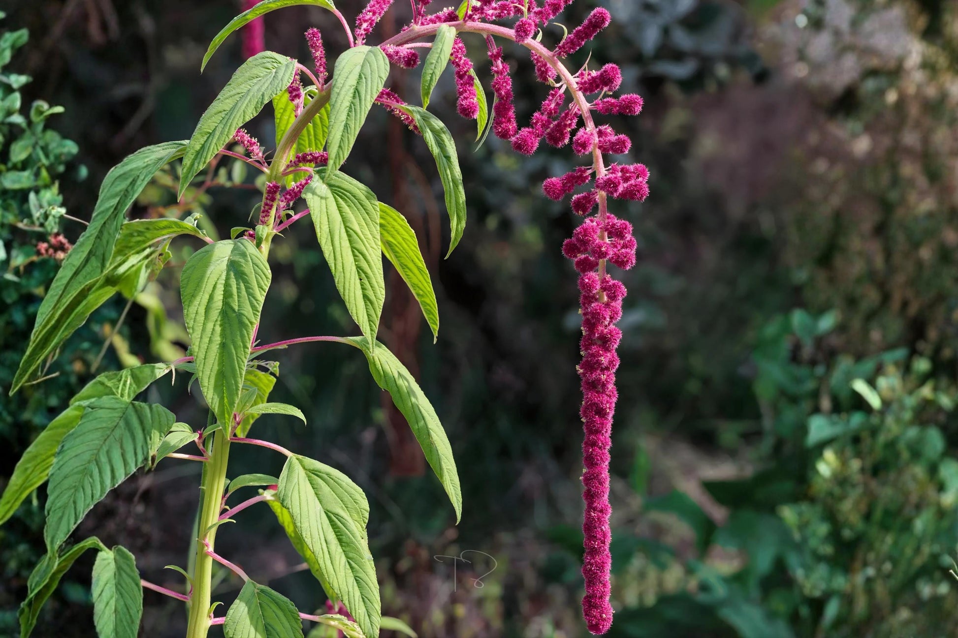 Amaranthus Seeds - 100 Love Lies Bleeding - Dramatic Deep Red Tassels - Amaranthus caudatus - Easy to Grow for Borders & Arrangements