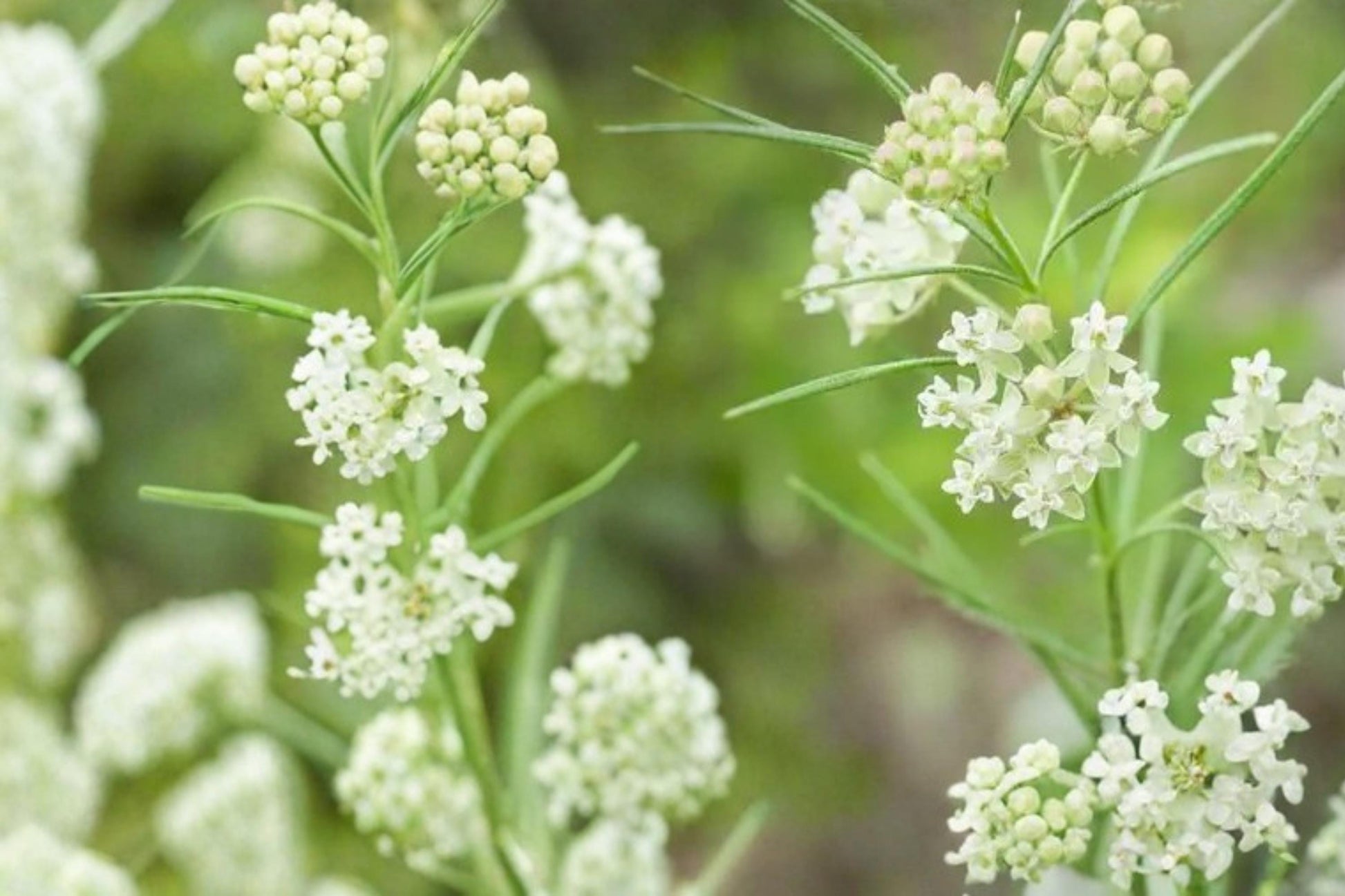 Whorled Milkweed Seeds 30 Count - Asclepias verticillata - White Greenish Flowers, Herbaceous Perennial, Native Plant for Meadows