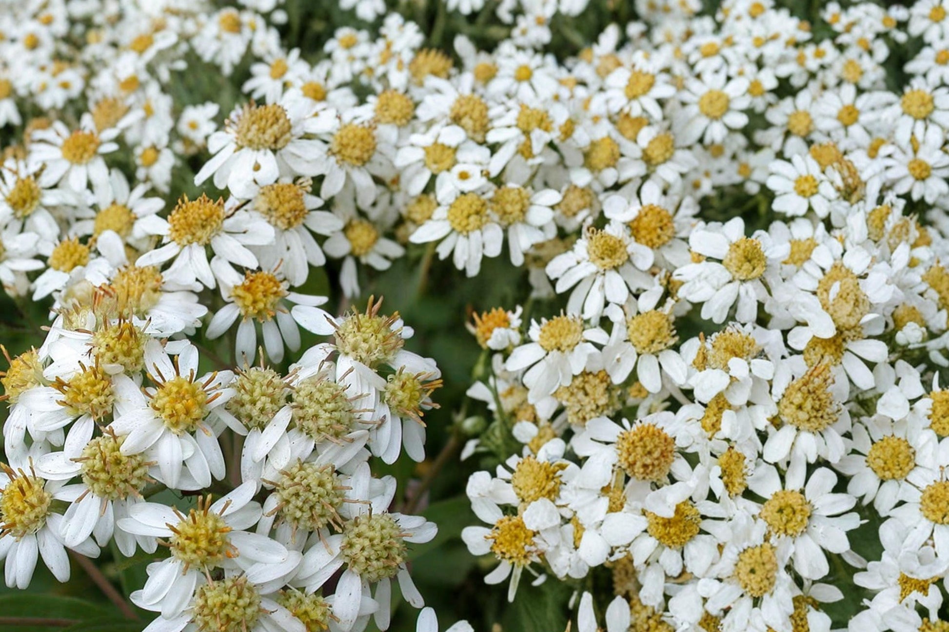 Flat-Topped Aster Seeds - 100 Seeds - White Wildflower - Doellingeria umbellata - Perennial Herbaceous Plant for Meadows & Wetlands