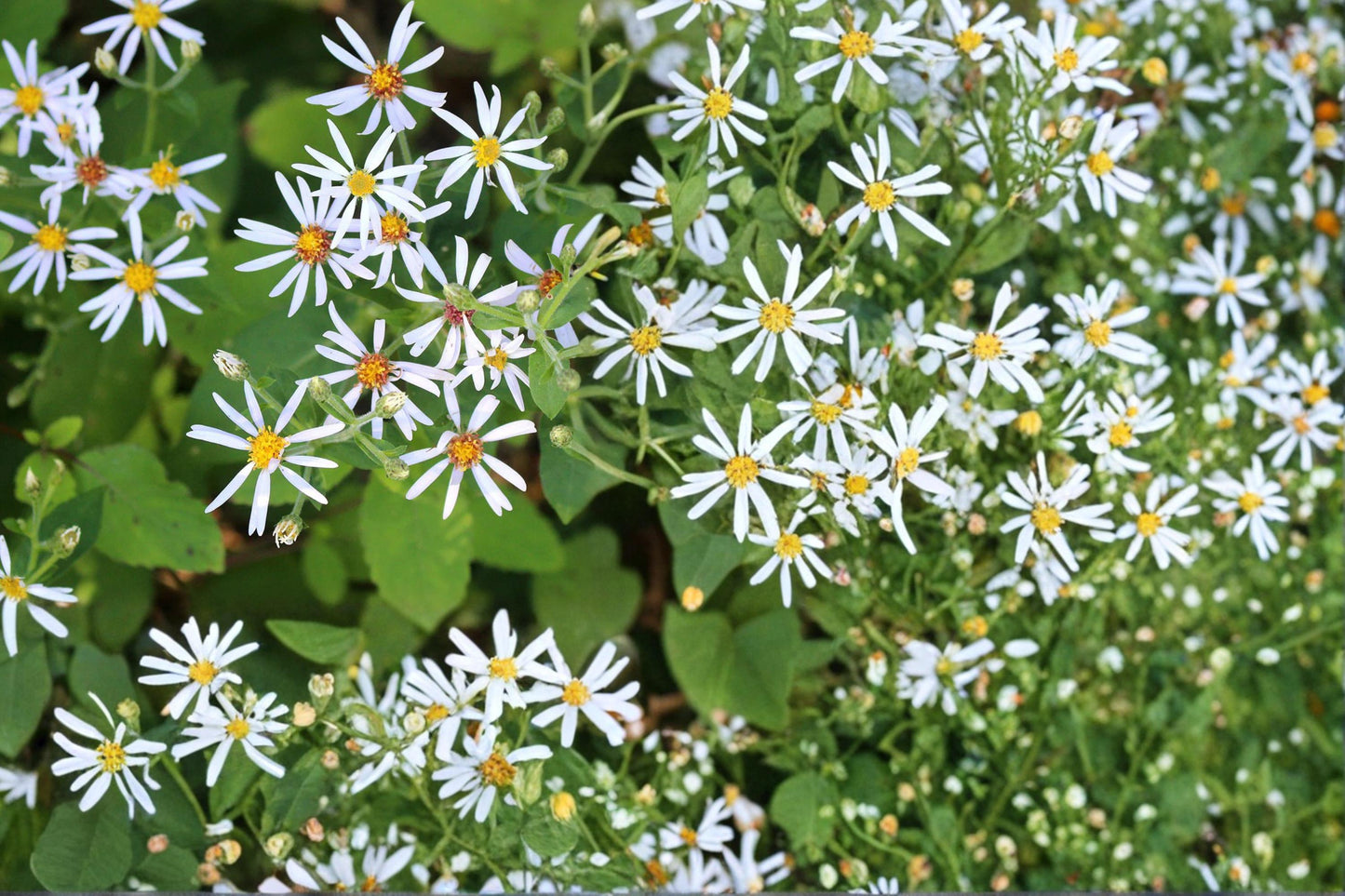 Big-Leaved Aster Seeds 100 Count - Eurybia macrophylla - Herbaceous Perennial for Shade Gardens - Lavender to White Flowers