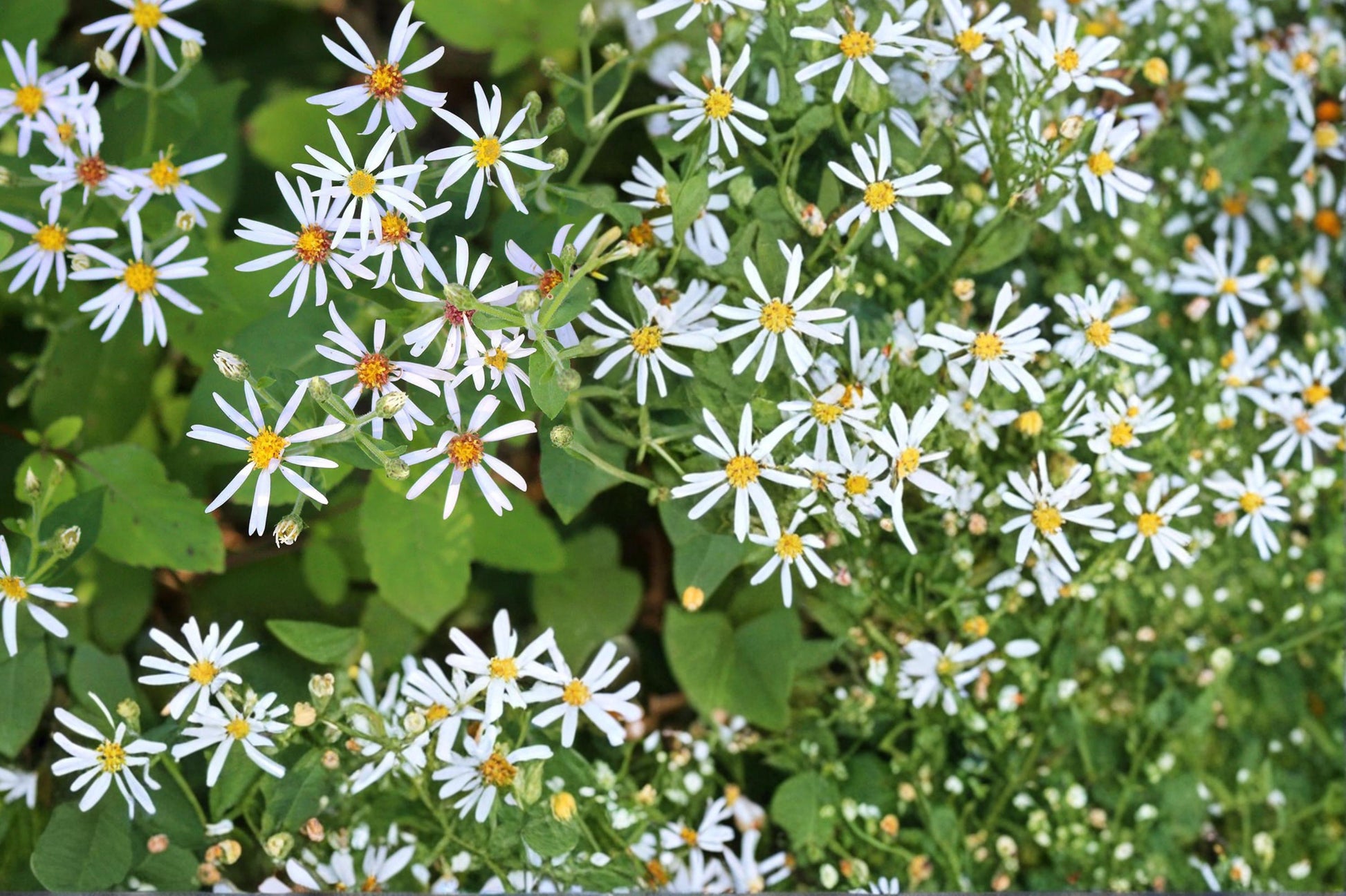 Big-Leaved Aster Seeds 100 Count - Eurybia macrophylla - Herbaceous Perennial for Shade Gardens - Lavender to White Flowers