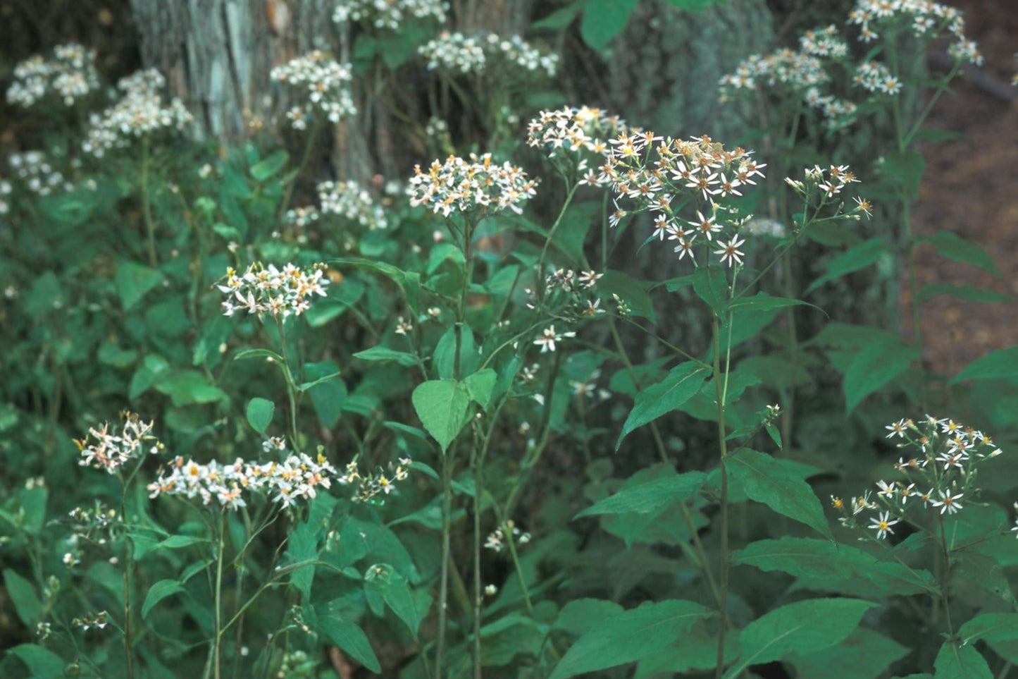 Schreber Wood Aster Seeds - 100 Count - Eurybia schreberi - White Flowers - Perennial for Shade Gardens - Native Woodland Plant