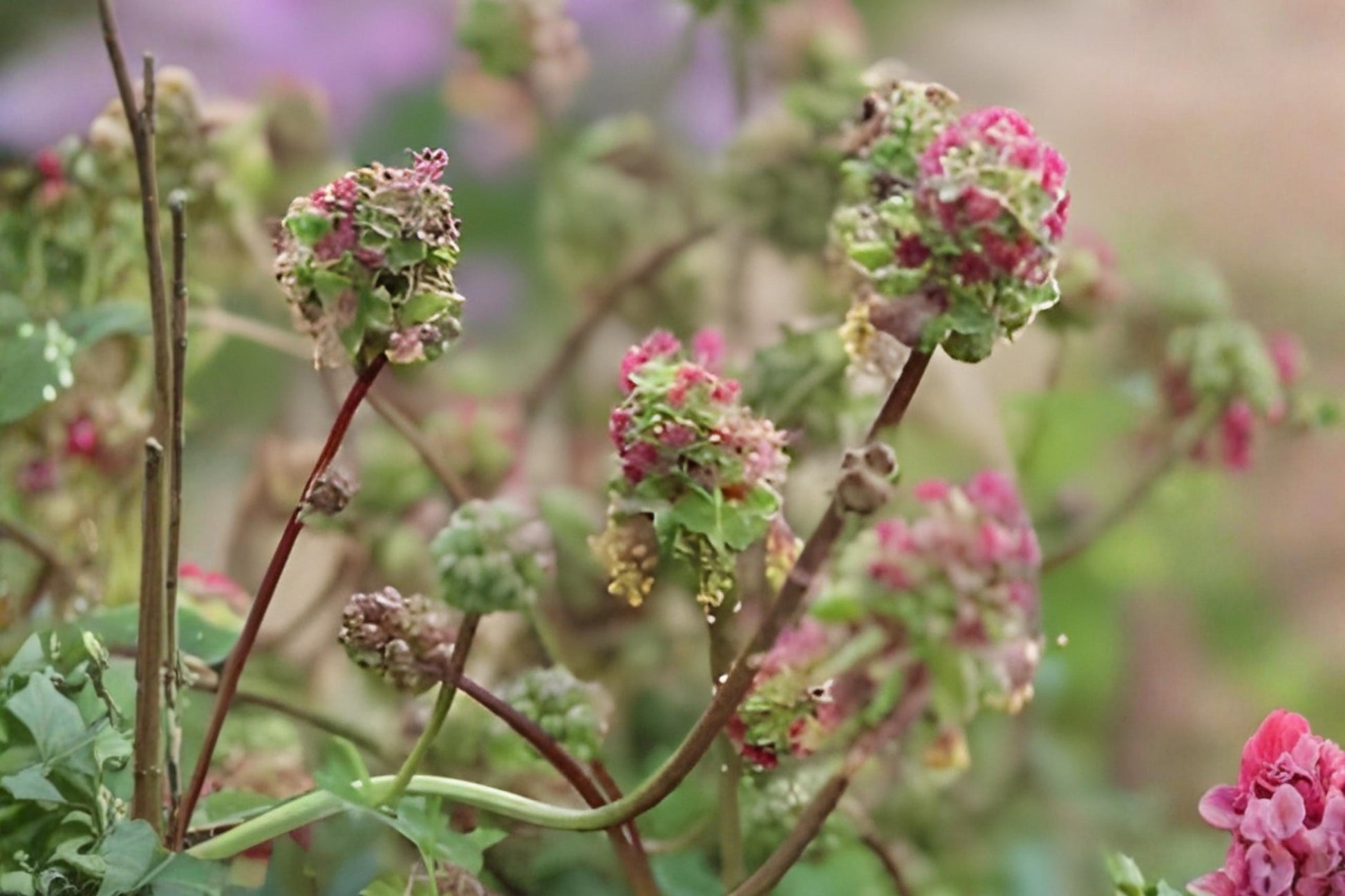 Small Burnet Herb Seeds (100) - Sanguisorba minor - Hardy Perennial, Edible Leaves, Mild Cucumber Flavor, Easy to Grow