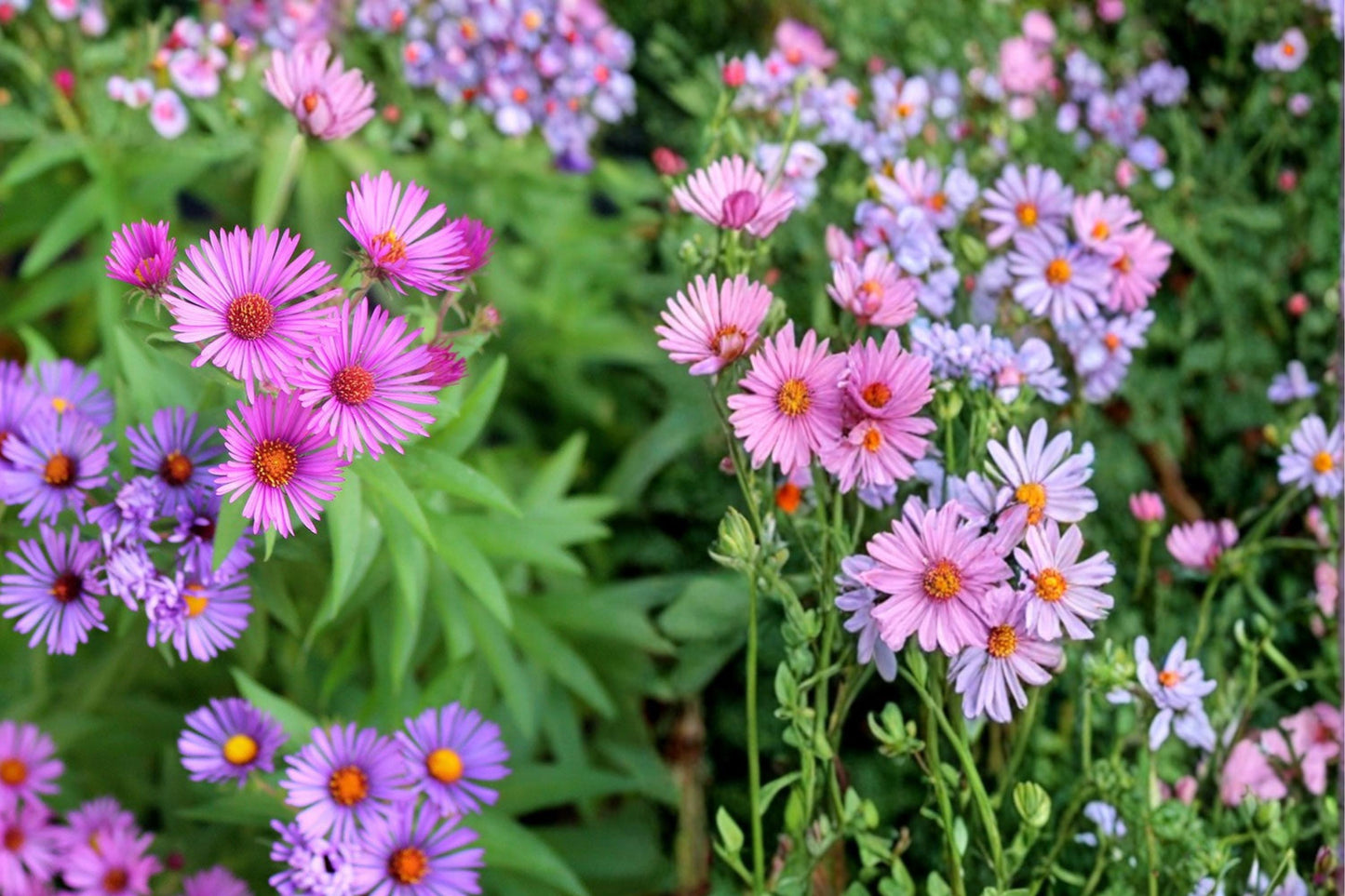 New England Aster Seeds - 100 Seeds - Purple to Magenta Flowers - Symphyotrichum novae-angliae - Native Perennial for Gardens