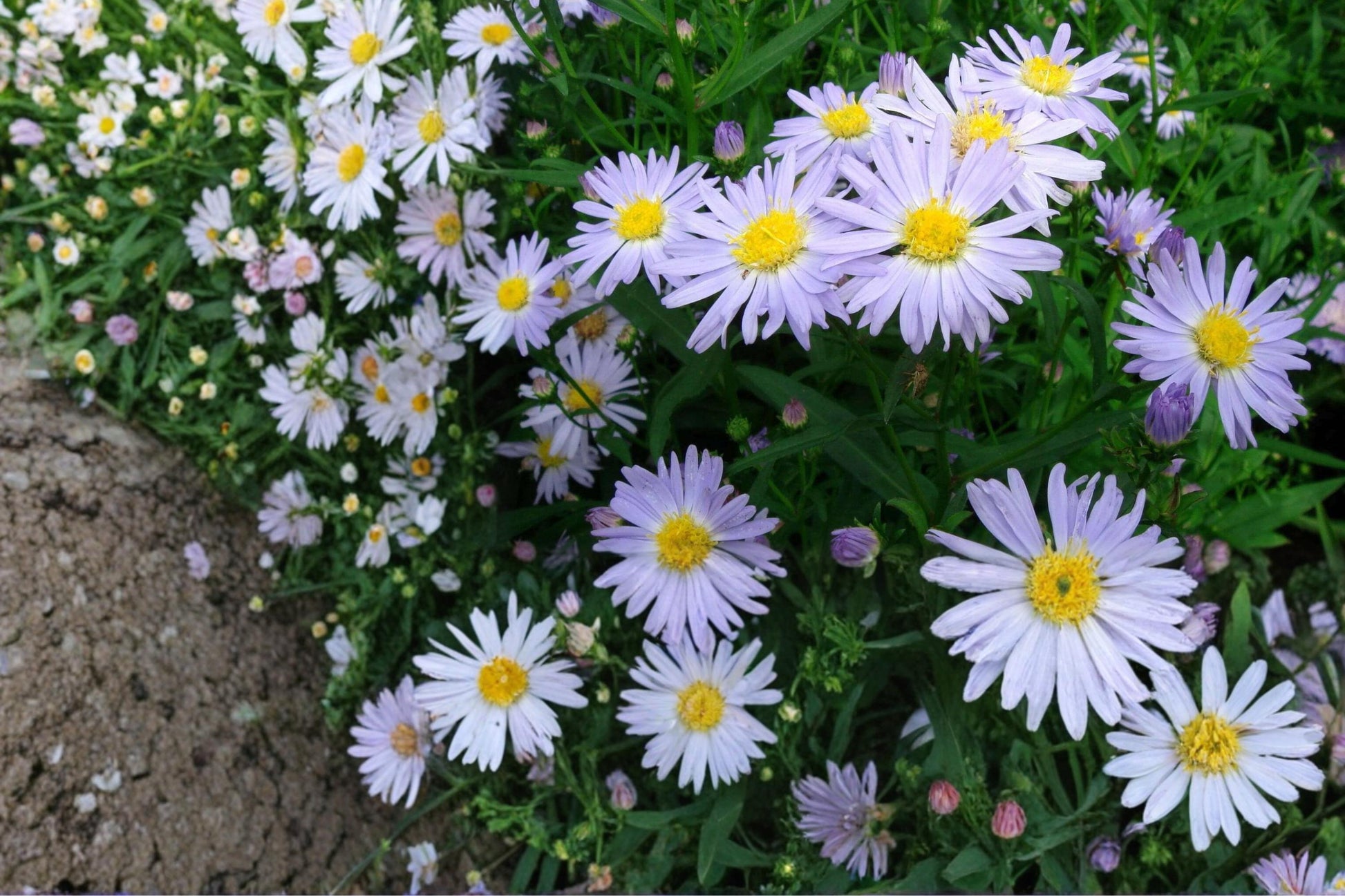 Aster Seeds - 100 Count - New York Aster, Lavender Purple Flowers, Symphyotrichum novi-belgii, Perennial Wildflower Garden Plant