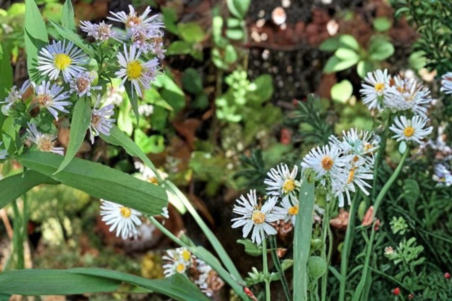 Willow Aster Seeds - 100 Count - Pale Lavender to Blue Flowers - Symphyotrichum praealtum - Herbaceous Perennial for Prairies
