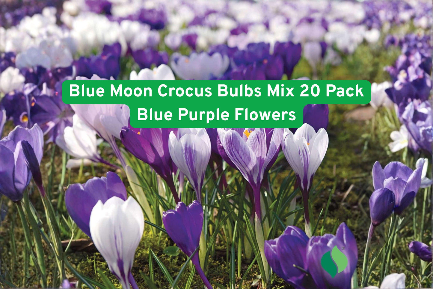 Crocus Bulbs 20 Pack Blue Moon Mix Blue Purple Flowers Crocus spp. Early Spring Perennial Easy to Grow Naturalizing Bulbs