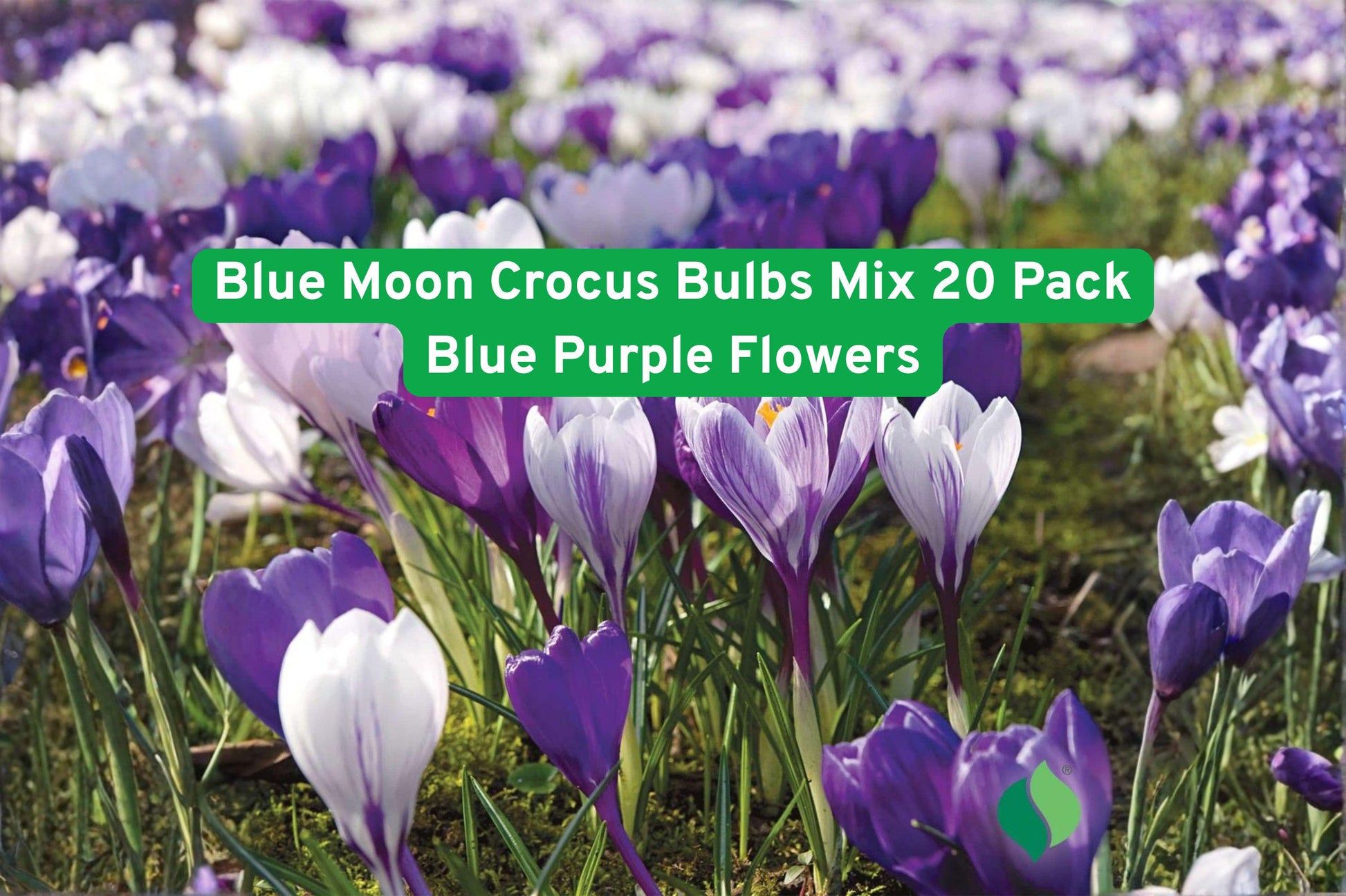 Crocus Bulbs 20 Pack Blue Moon Mix Blue Purple Flowers Crocus spp. Early Spring Perennial Easy to Grow Naturalizing Bulbs