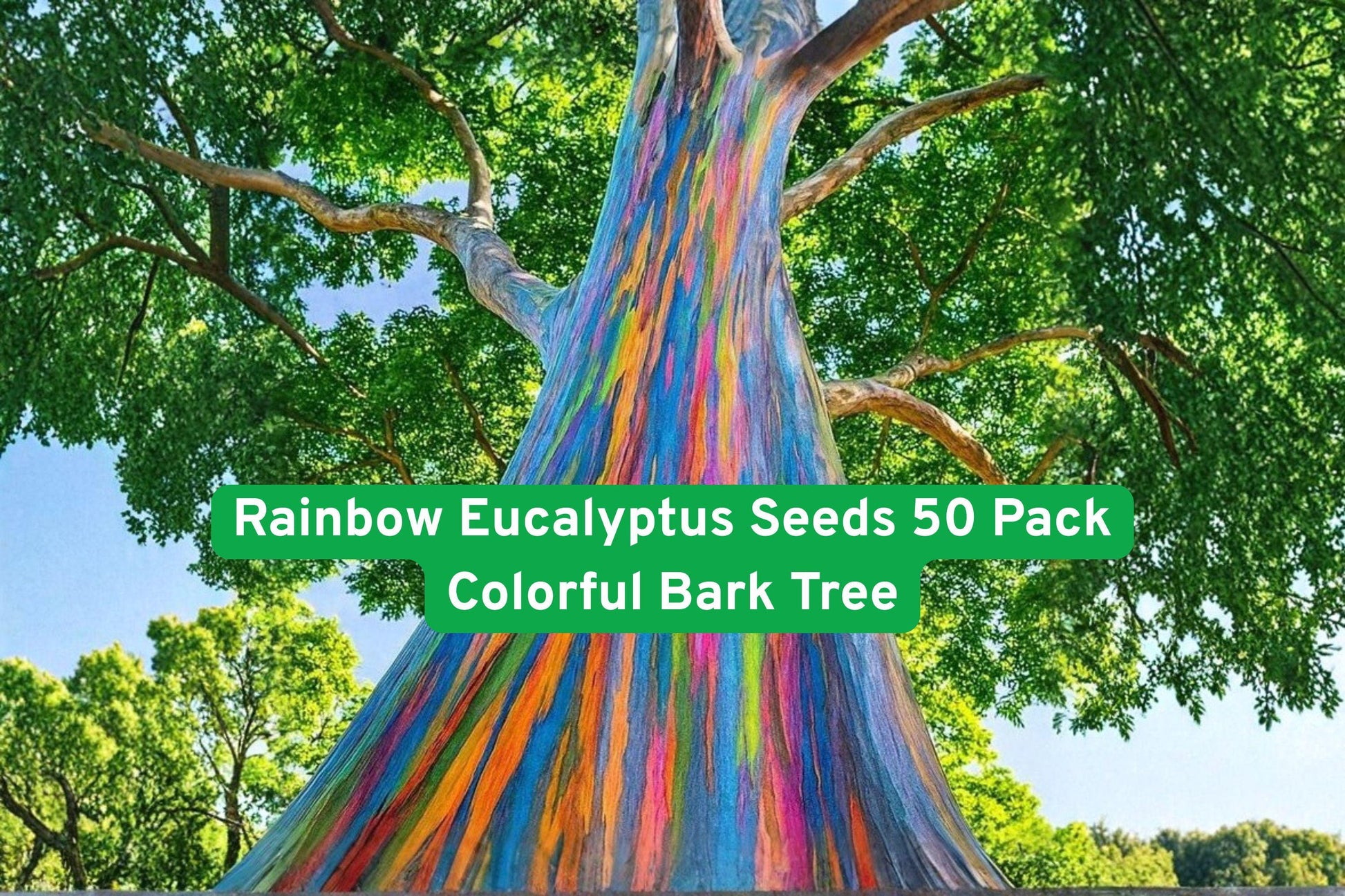 Rainbow Eucalyptus Seeds 50 Pack - Colorful Bark Tree Eucalyptus deglupta - Rare Fast-Growing Tropical Plant