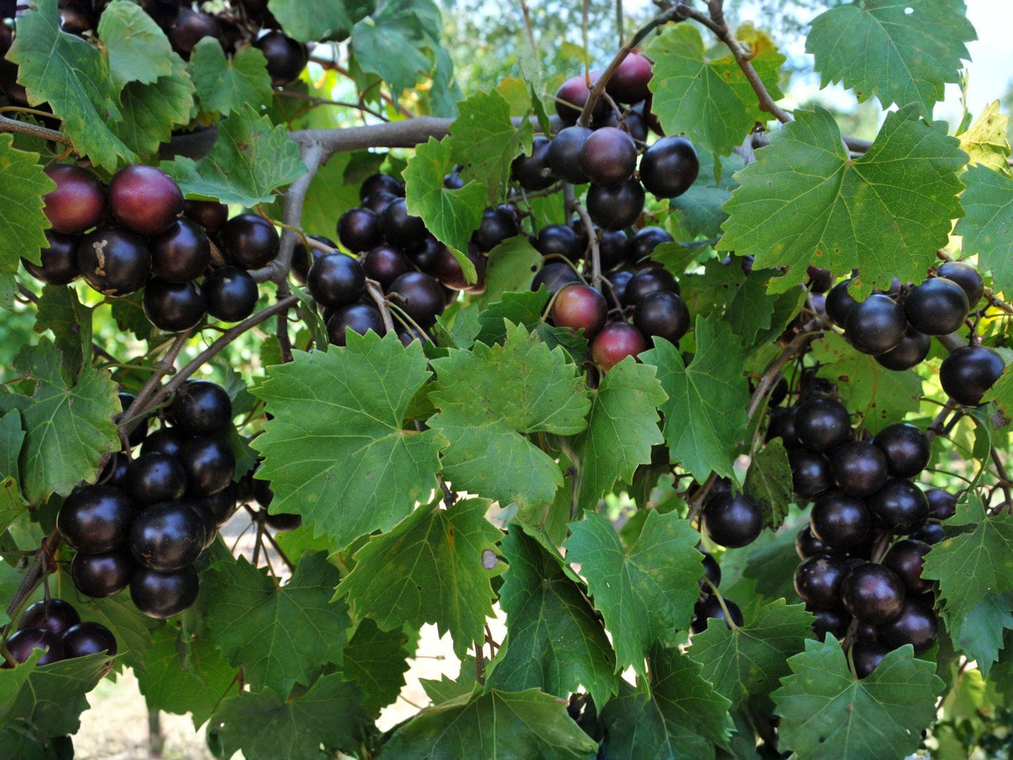 Muscadine Grape Cuttings 10 Pack Male Female Vines Vitis rotundifolia Fruit Garden Trellis Native Southern Grape