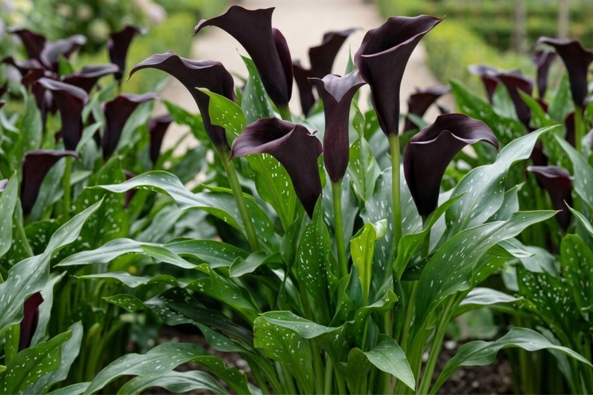 Odessa Calla Lily Bulbs - Vibrant Color - Zantedeschia spp. - Live Plant for Spring Shipping - Rare Garden Flowers