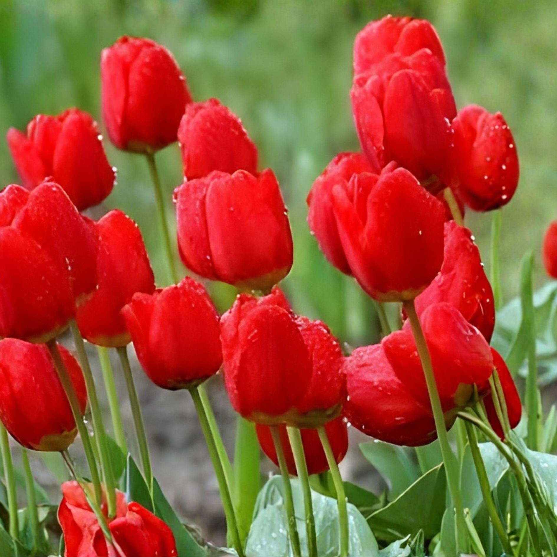 Red Tulip Bulbs - 5 Premium Tulipa Bulbs for Fall Planting - Classic Spring Flowers for Garden Beds and Borders
