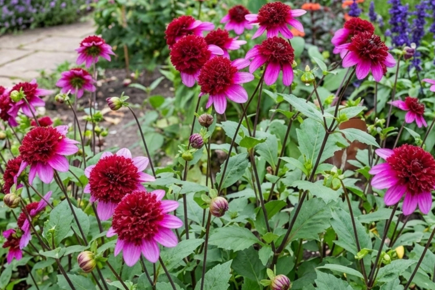Powder Puff Dahlia Bulb Clump - Poodle Skirt Variety, Pink White Blooms - Dahlia 'Poodle Skirt' - Easy Care Garden Flower