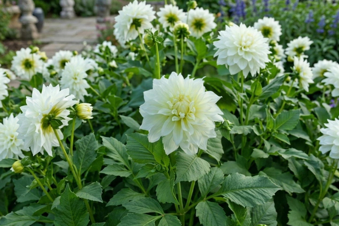 GO GO WHITE Dahlia Flower Bulb - Decorative Border Plant Tuber Clump - Dahlia pinnata - Rare White Blooms for Gardens