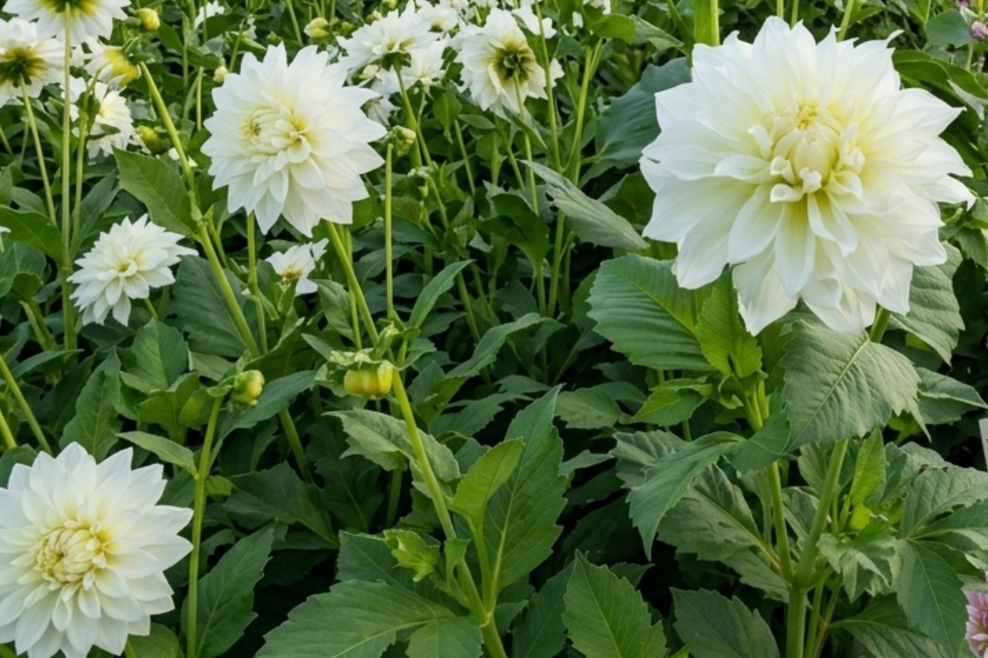 Dahlia Tuber Clump - Dinnerplate Size White Perfection Decorative Flower Bulb - Dahlia pinnata for Garden and Containers