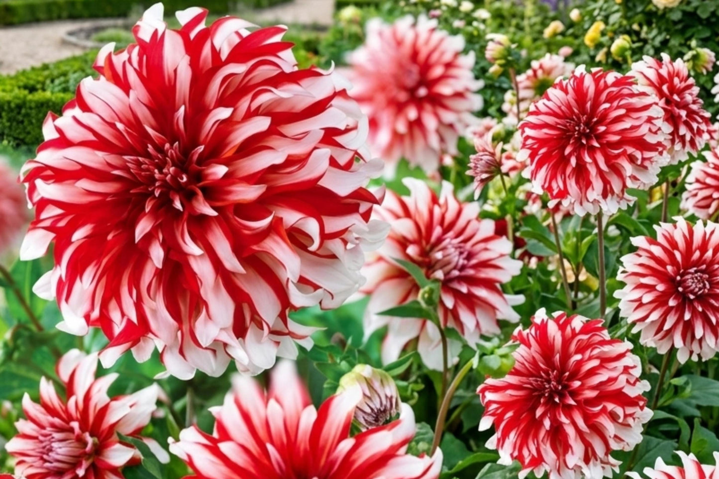 Giant Dinnerplate Dahlia Bulb Cluster – Santa Claus Variety Tubers, Dahlia pinnata, Rare Flowering Plants for Garden