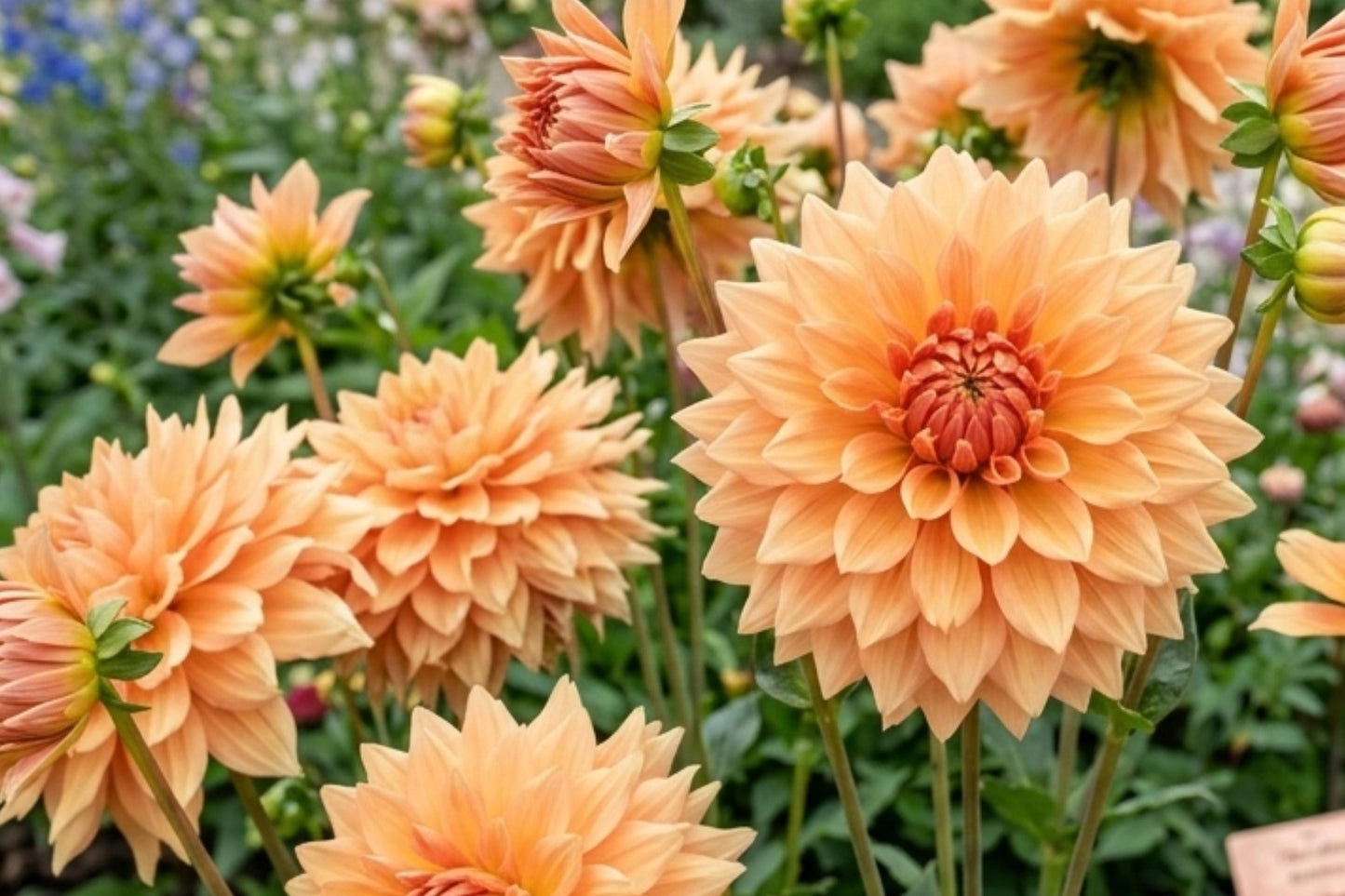 Giant Dinnerplate Dahlia Bulb Cluster - Ben Houston Variety - Dahlia pinnata - Vibrant Garden Plant Tubers for Stunning Blooms
