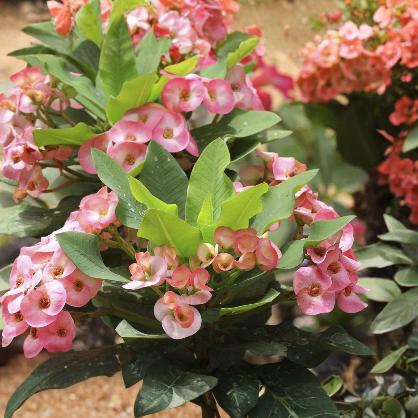 Euphorbia milii Rainbow Crown of Thorns Cutting | Multicolor Succulent Starter Plant for Propagation