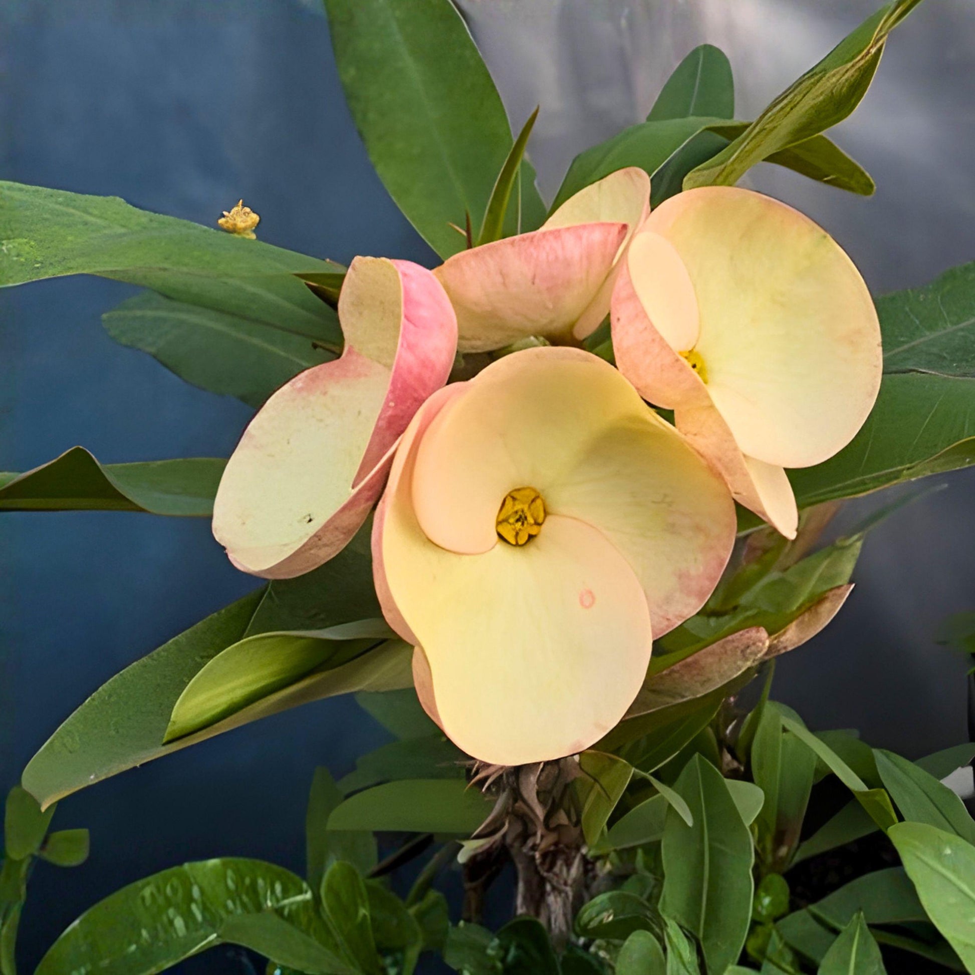 Crown of Thorns Cutting – Soft Pink Flowering Succulent Starter Plant – Euphorbia milii, Unrooted Propagation Plant