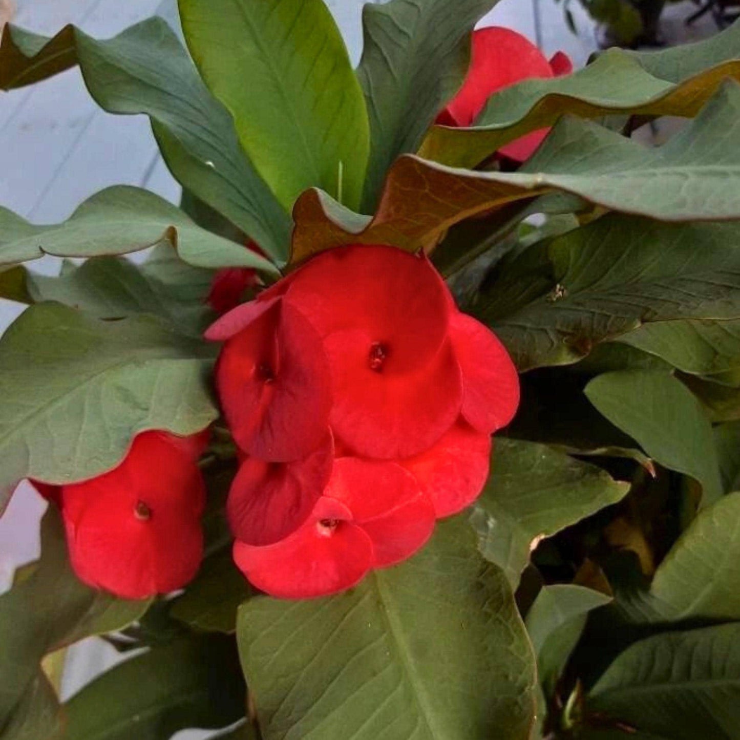 Red Crown of Thorns Cutting - Euphorbia milii Succulent Starter Plant for Propagation, Indoor & Outdoor Ornamental