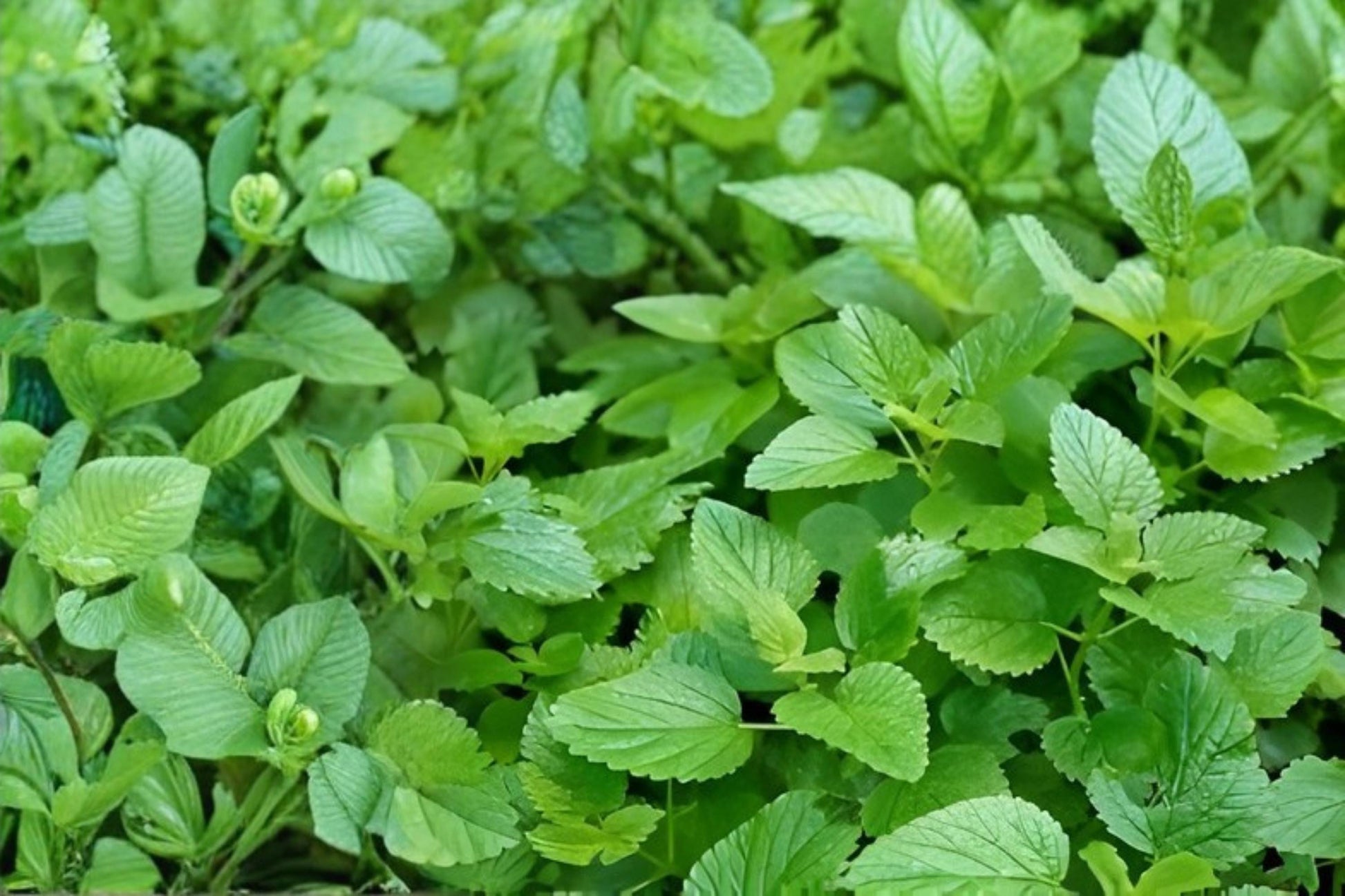 Lemon Balm Seeds (100) | Melissa officinalis | Fragrant Herb for Teas & Culinary Use | Easy to Grow
