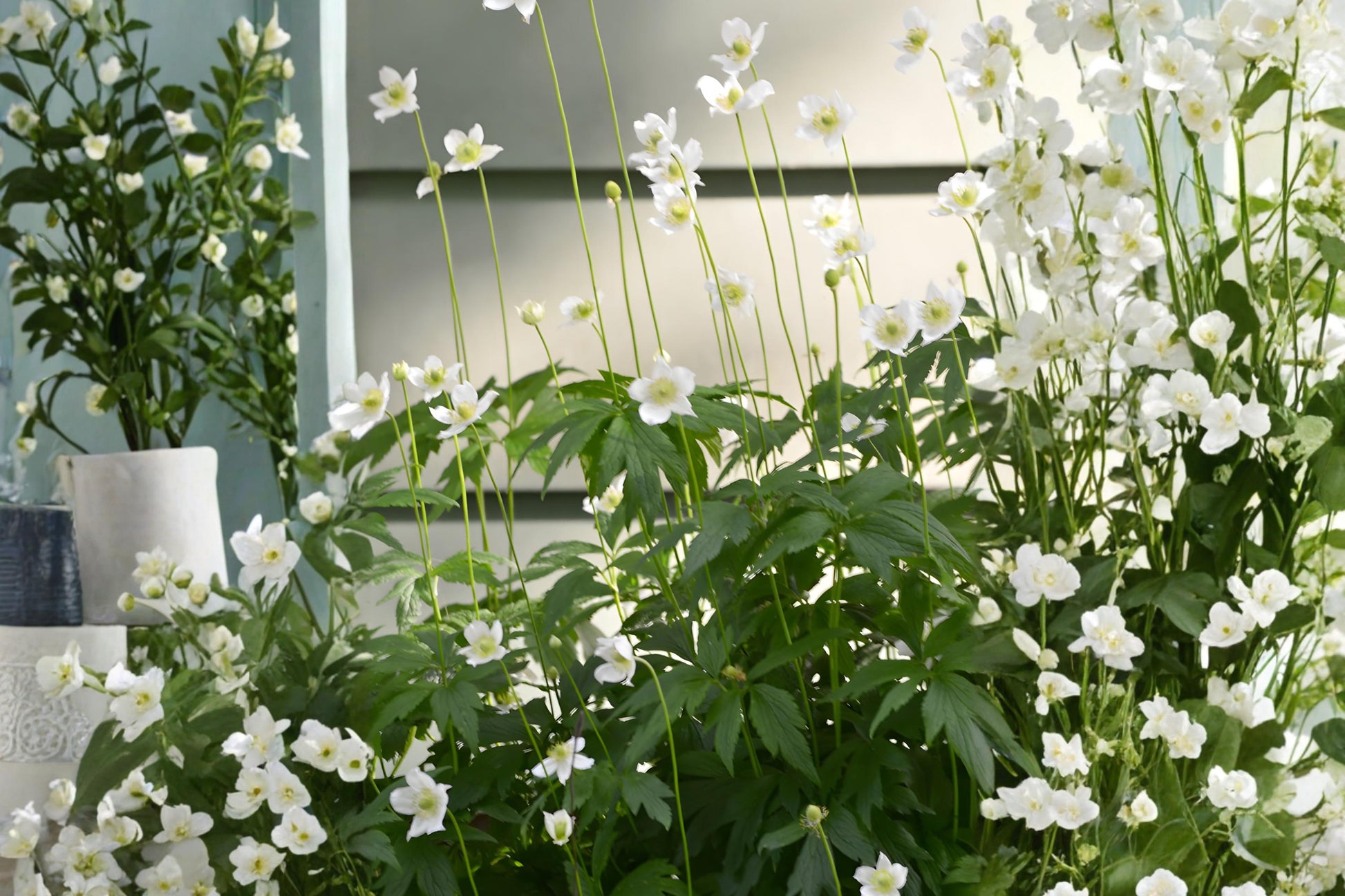 Tall Thimbleweed Seeds (100) - Native Wildflower for Pollinators - Anemone virginiana - Easy to Grow, White Blooms