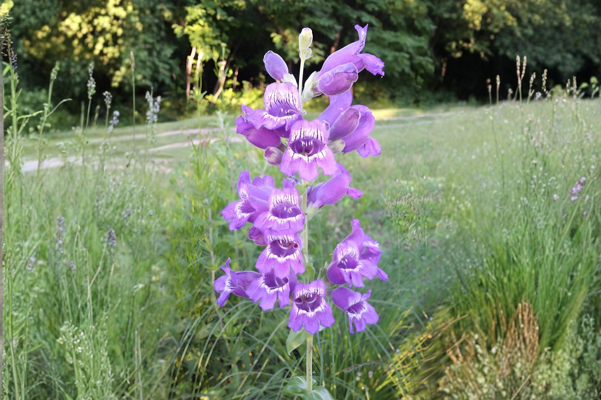 Showy Beardtongue Seeds (40) - Lavender Wildflower for Pollinator Gardens, Penstemon cobaea, Hardy & Drought Tolerant