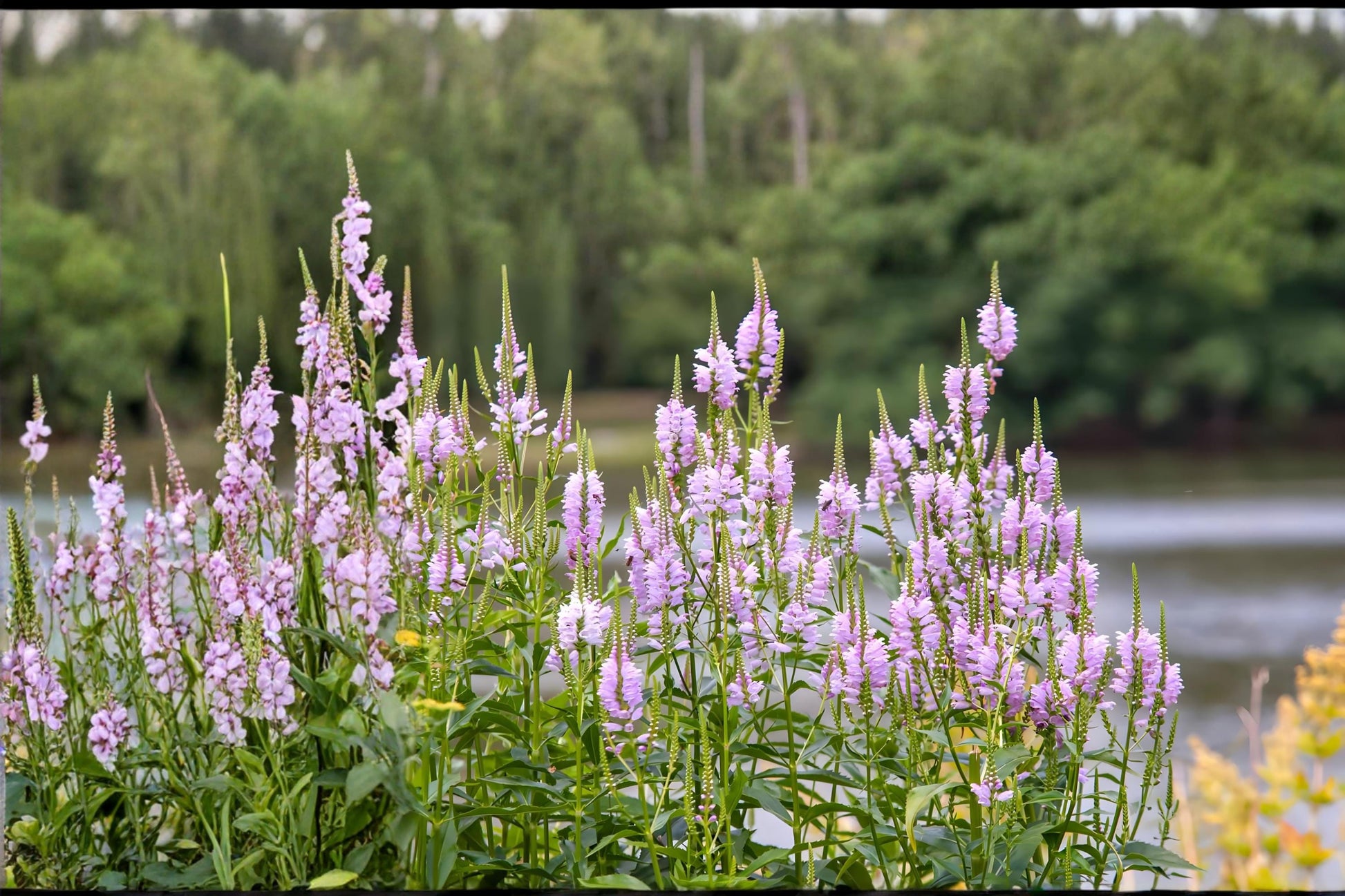 Obedient Plant Seeds (50) - Physostegia virginiana - Pink Lavender Flowers - Pollinator Friendly Perennial for Gardens