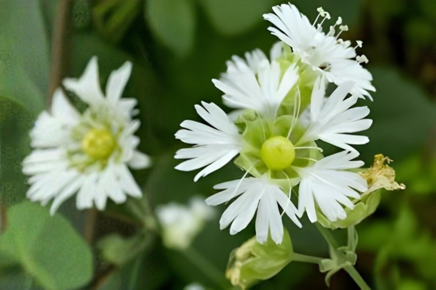 Starry Campion Seeds | 100 Count | Native Wildflower with White Star-Shaped Blooms | Silene stellata