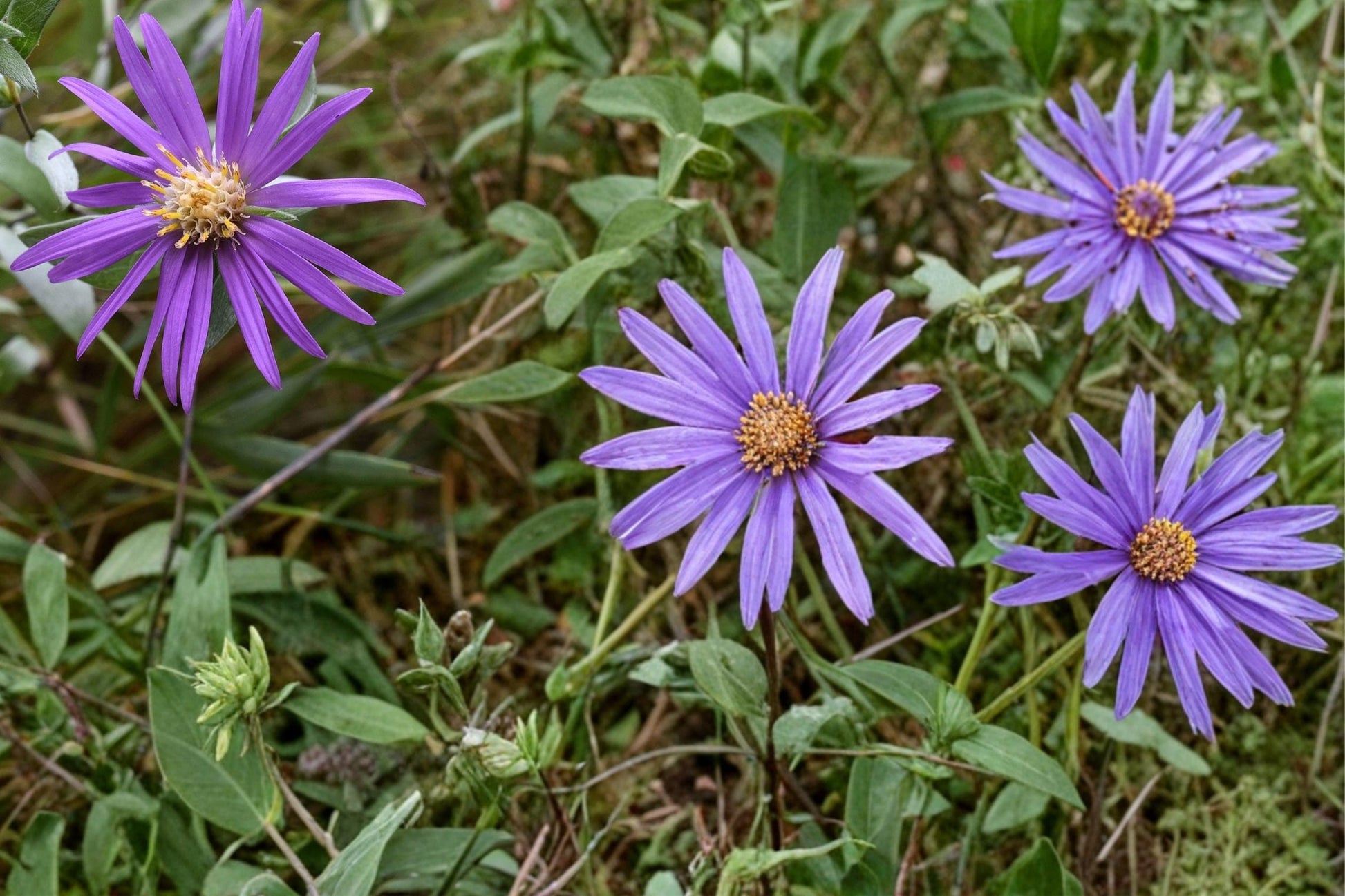 Silky Aster Seeds - 100 Count - Lavender Purple Wildflower - Symphyotrichum sericeum - Drought Tolerant Perennial