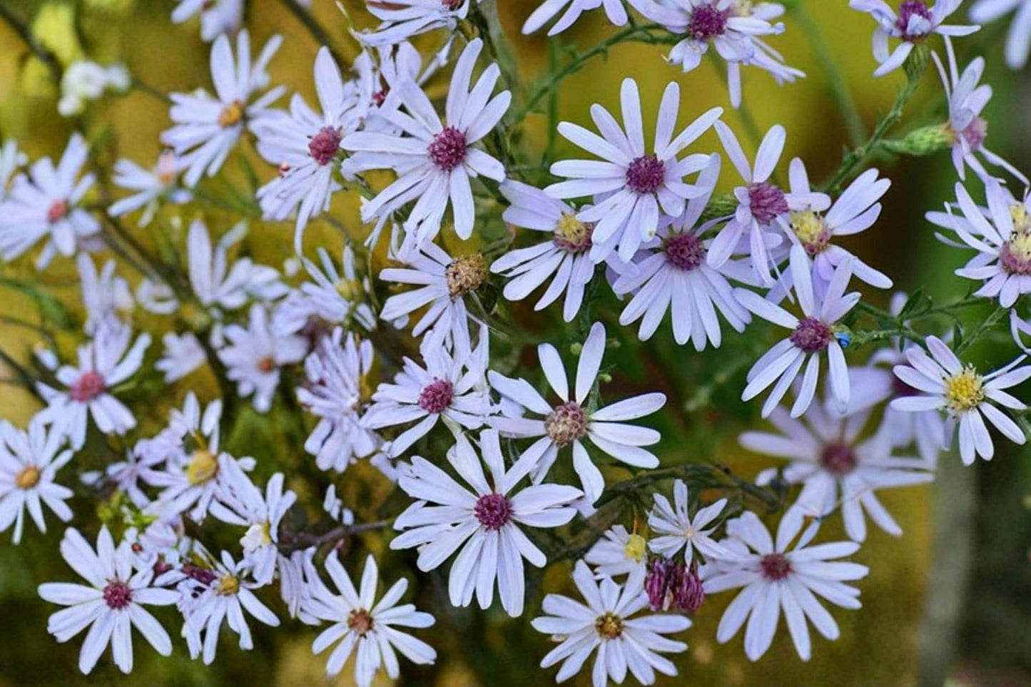 Aster Seeds - 100 Count - Short's Aster - Symphyotrichum shortii - Pale Lavender to Blue Flowers - Herbaceous Perennial