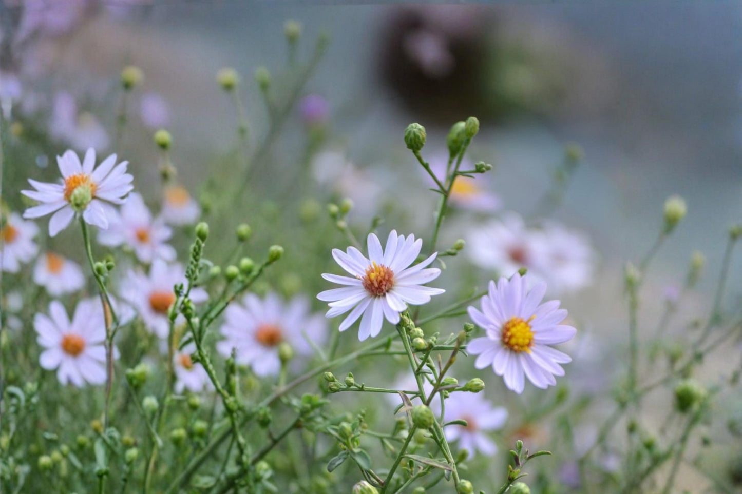 Prairie Aster Seeds 100 Count - Lavender Purple Wildflower - Symphyotrichum turbinellum - Native Perennial for Pollinator Gardens