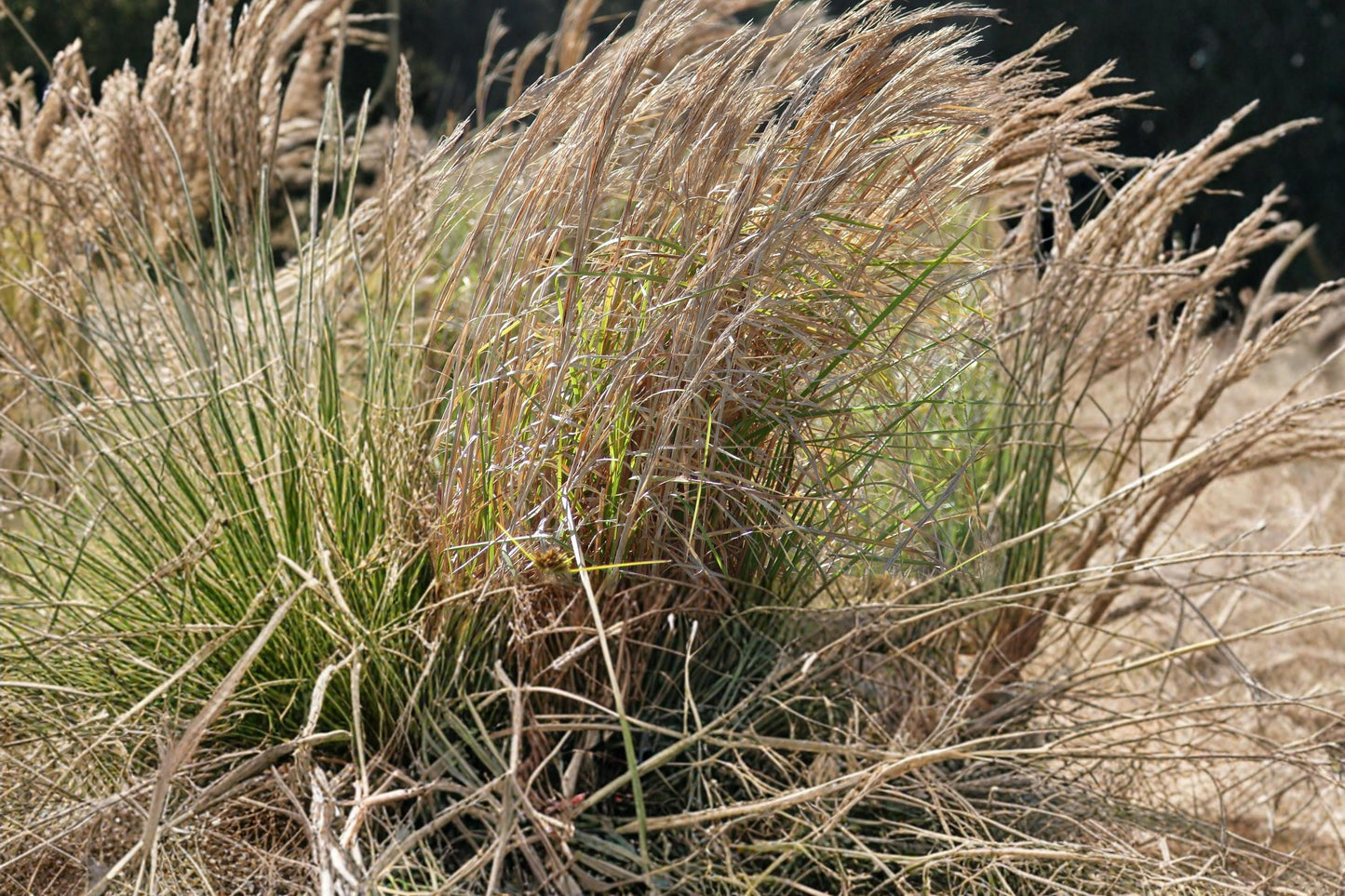 Broomsedge Seeds - 100 Count - Native Perennial Grass - Andropogon virginicus - Coppery Fall Color - Drought Tolerant