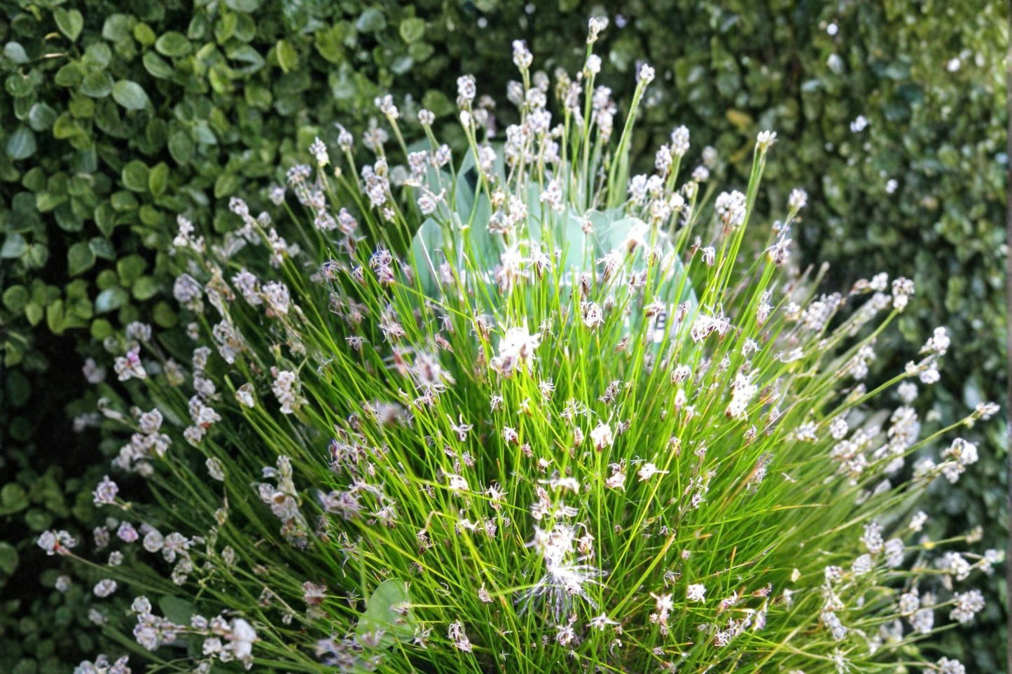 Spike Rush Seeds - 100 Count - Eleocharis acicularis - Aquatic Perennial for Ponds & Wetlands - Dense Green Ground Cover Plant
