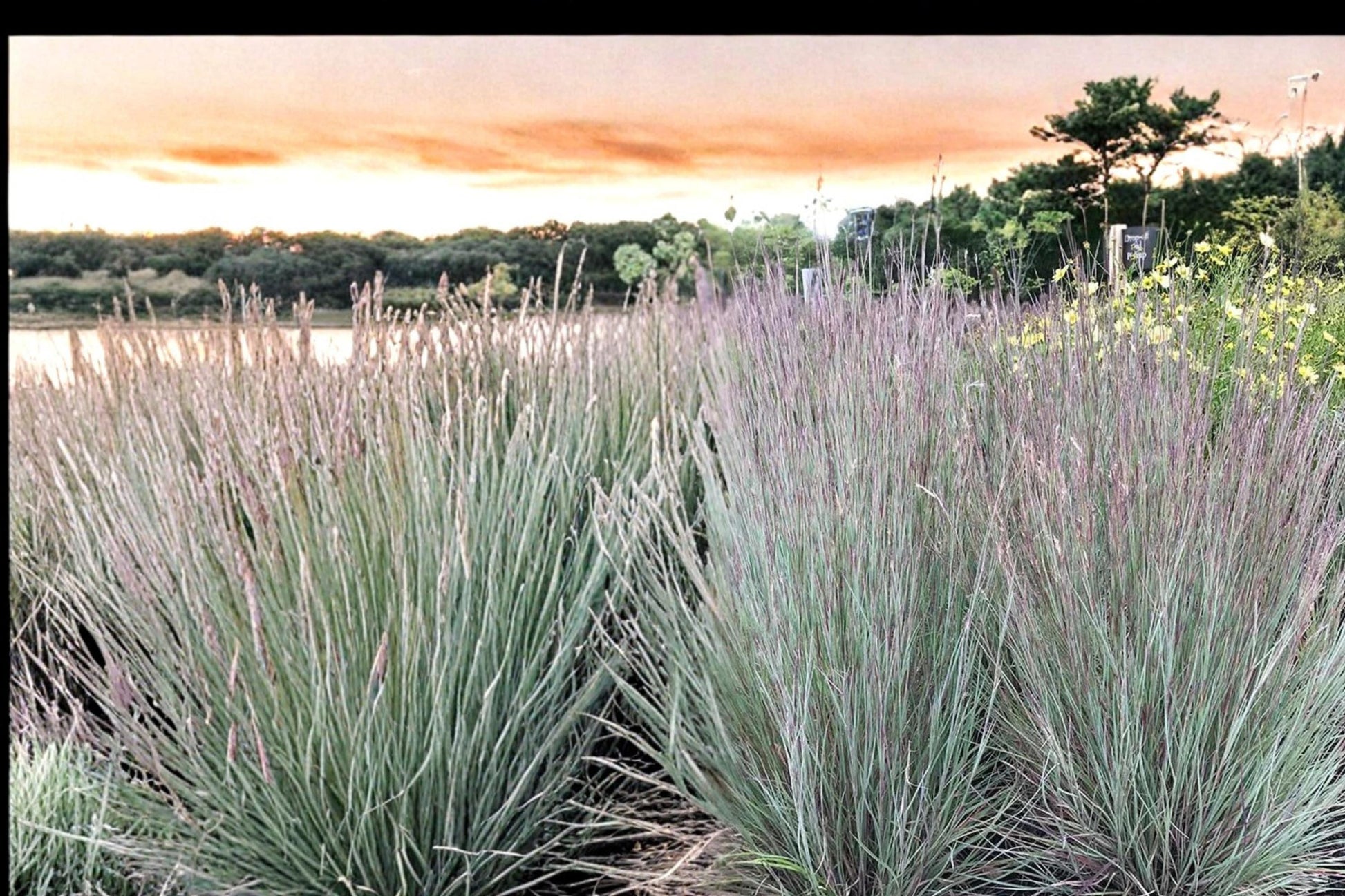 Little Bluestem Seeds 100 Count - Schizachyrium scoparium - Native Prairie Grass with Blue-Green Foliage and Coppery Fall Color