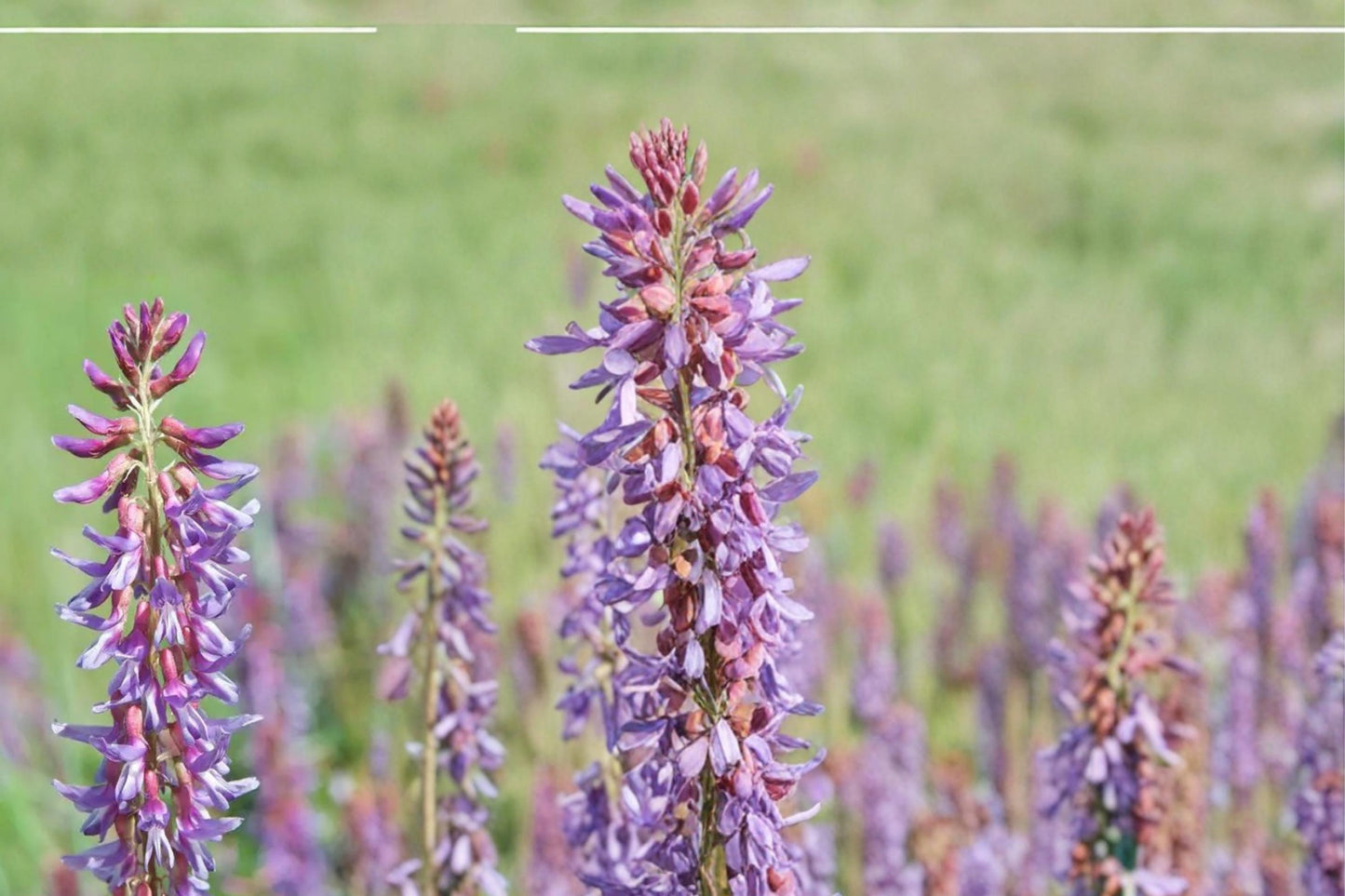 Twogroove Milkvetch Seeds - 15 Pack - Pale Purple Flowers - Astragalus bisulcatus - Drought Tolerant Perennial for Dry Landscapes