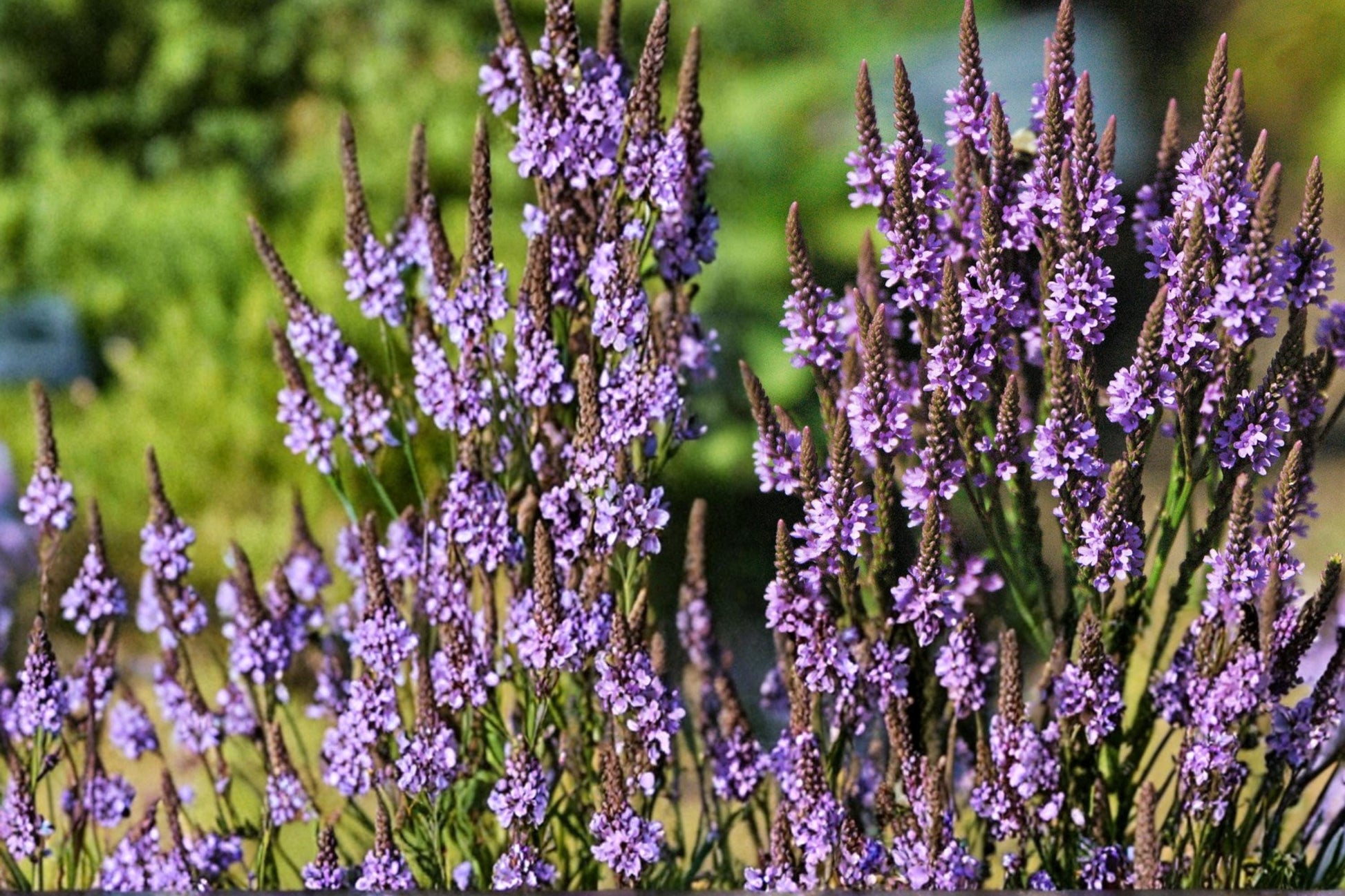 Blue Vervain Seeds - 100 Herbaceous Perennial Seeds - Verbena hastata - Blue to Violet Flower Spikes - Pollinator Friendly