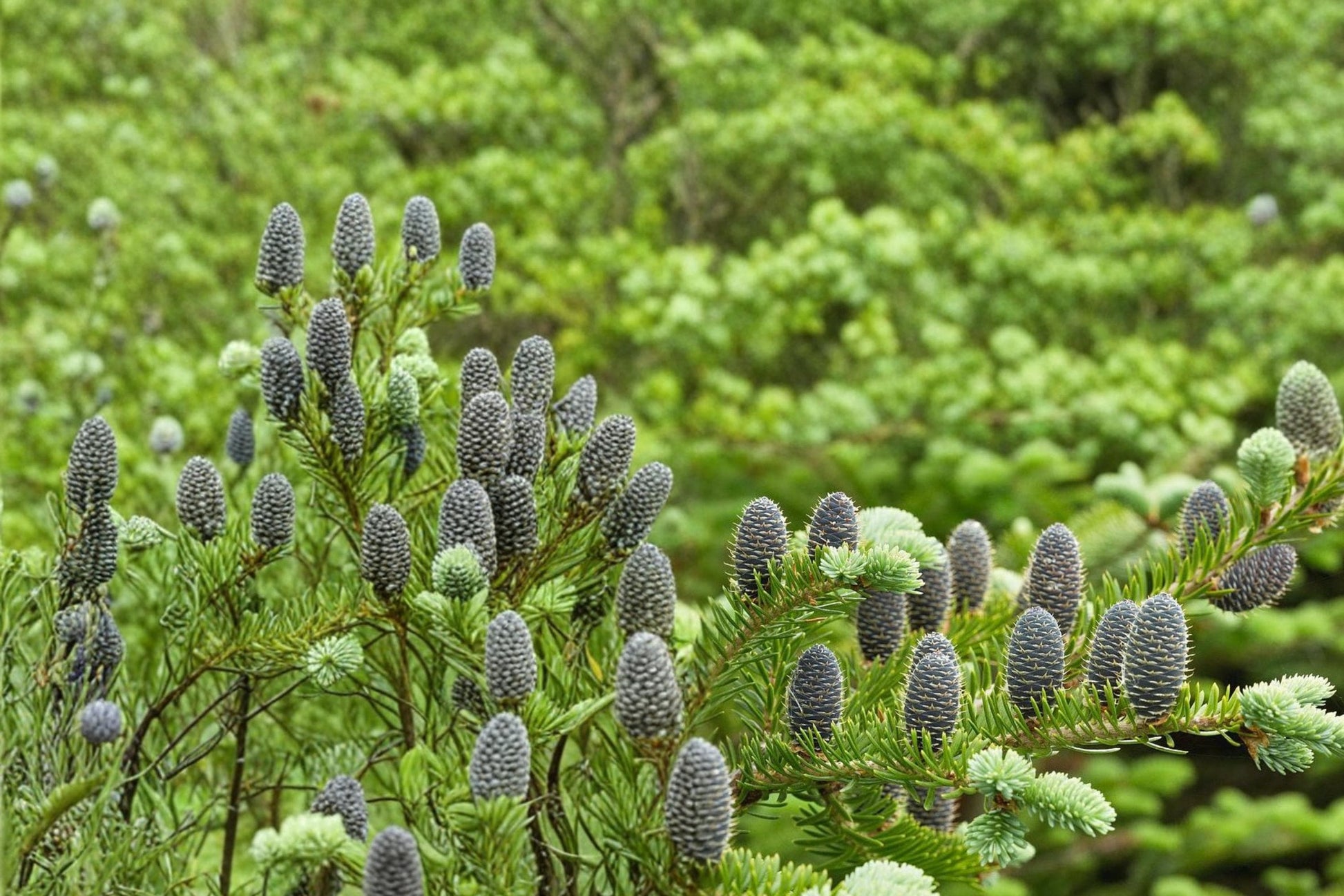 Balsam Fir Seeds - 30 Count - Evergreen Conifer - Abies balsamea - Dense Green Foliage for Forests & Windbreaks
