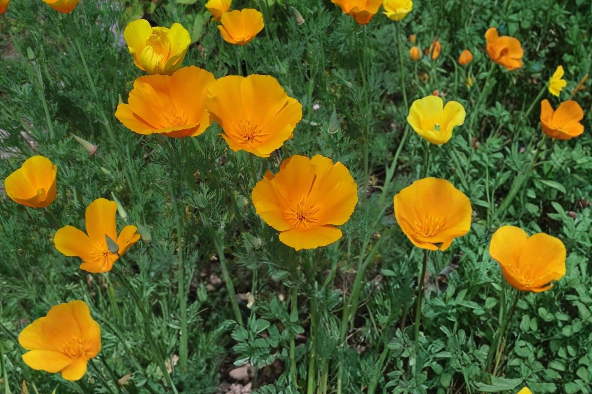 California Poppy Seeds 50 Count - Bright Orange Wildflower, Eschscholzia californica, Annual Meadow Plant, Drought Tolerant