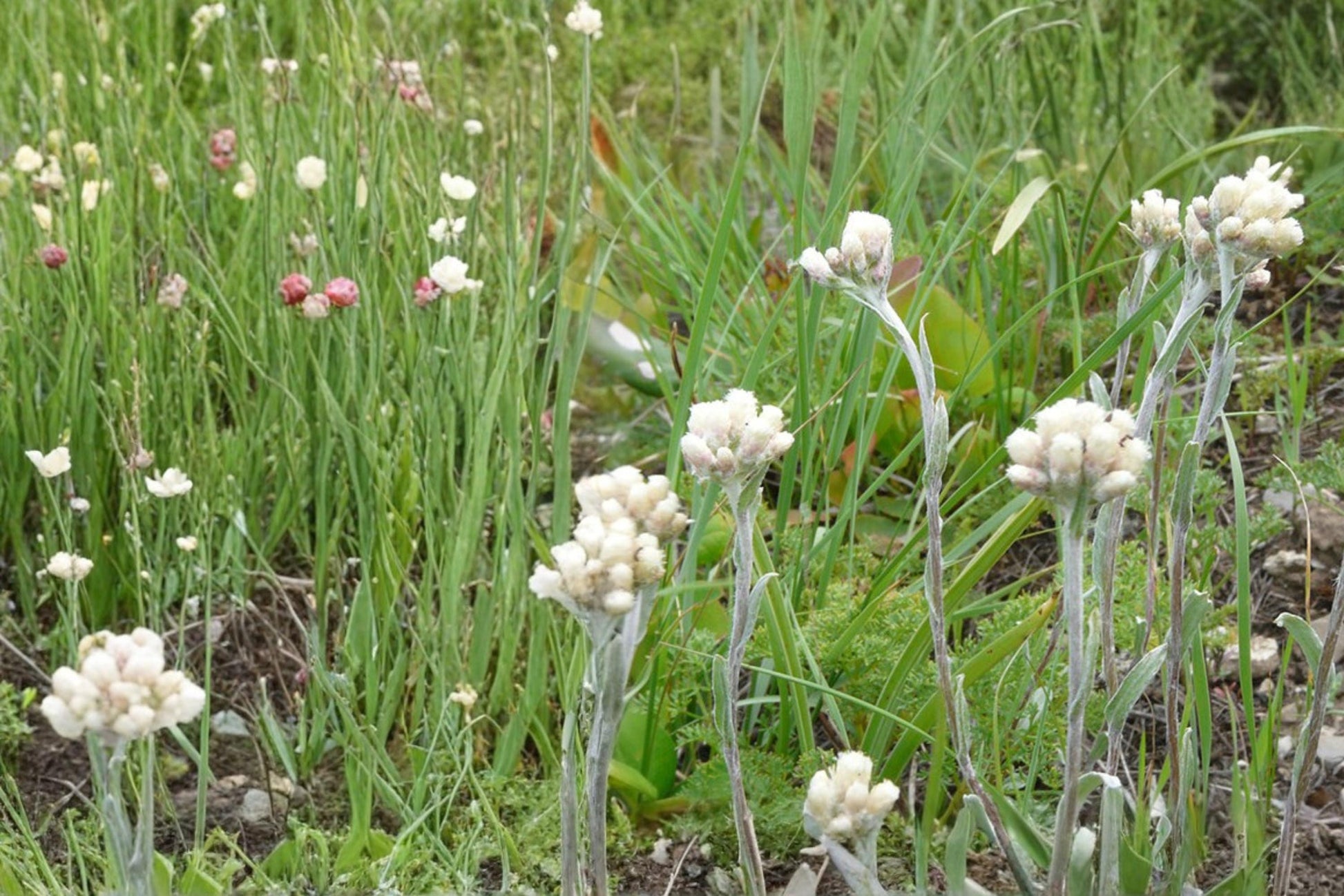 Pussytoes Seeds – 100 Count – Antennaria spp. – Low-Growing Perennial with Silvery Foliage & White Flowers – Ground Cover Plant