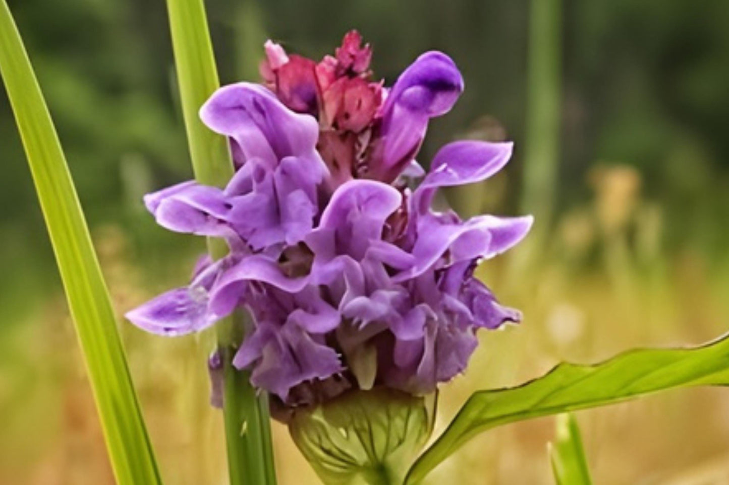 Self Heal Seeds (100) - Prunella vulgaris - Purple Flowering Native Herb for Lawns & Meadows