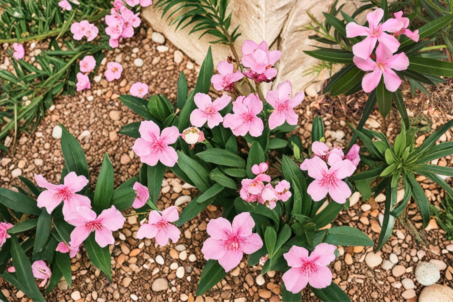 Oleander Seeds 75 Count - Pink White Red Flowering Shrub - Nerium oleander - Evergreen Hedge Plant for Warm Climates